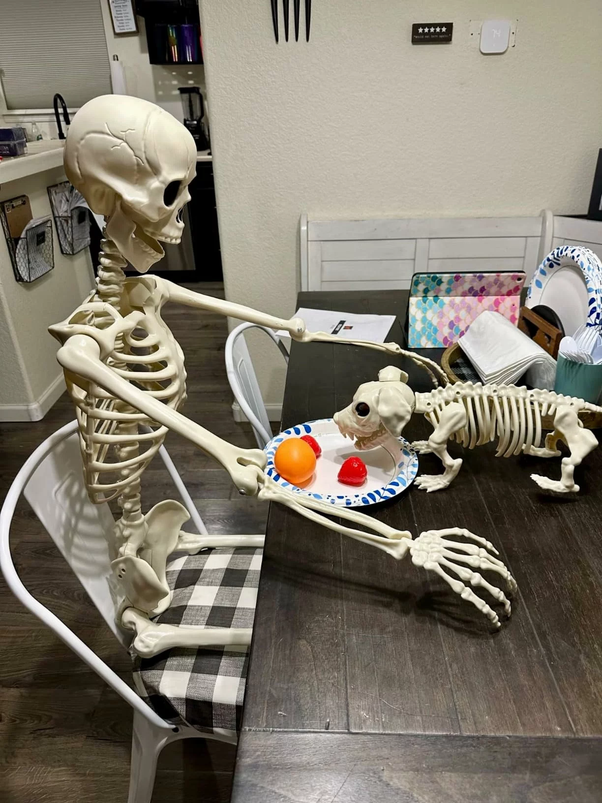 Click to view full screen 3 FT Human Skeleton Halloween Decor with Dog Skeleton, Posable Skeletons Decoration Movable Joints photo review