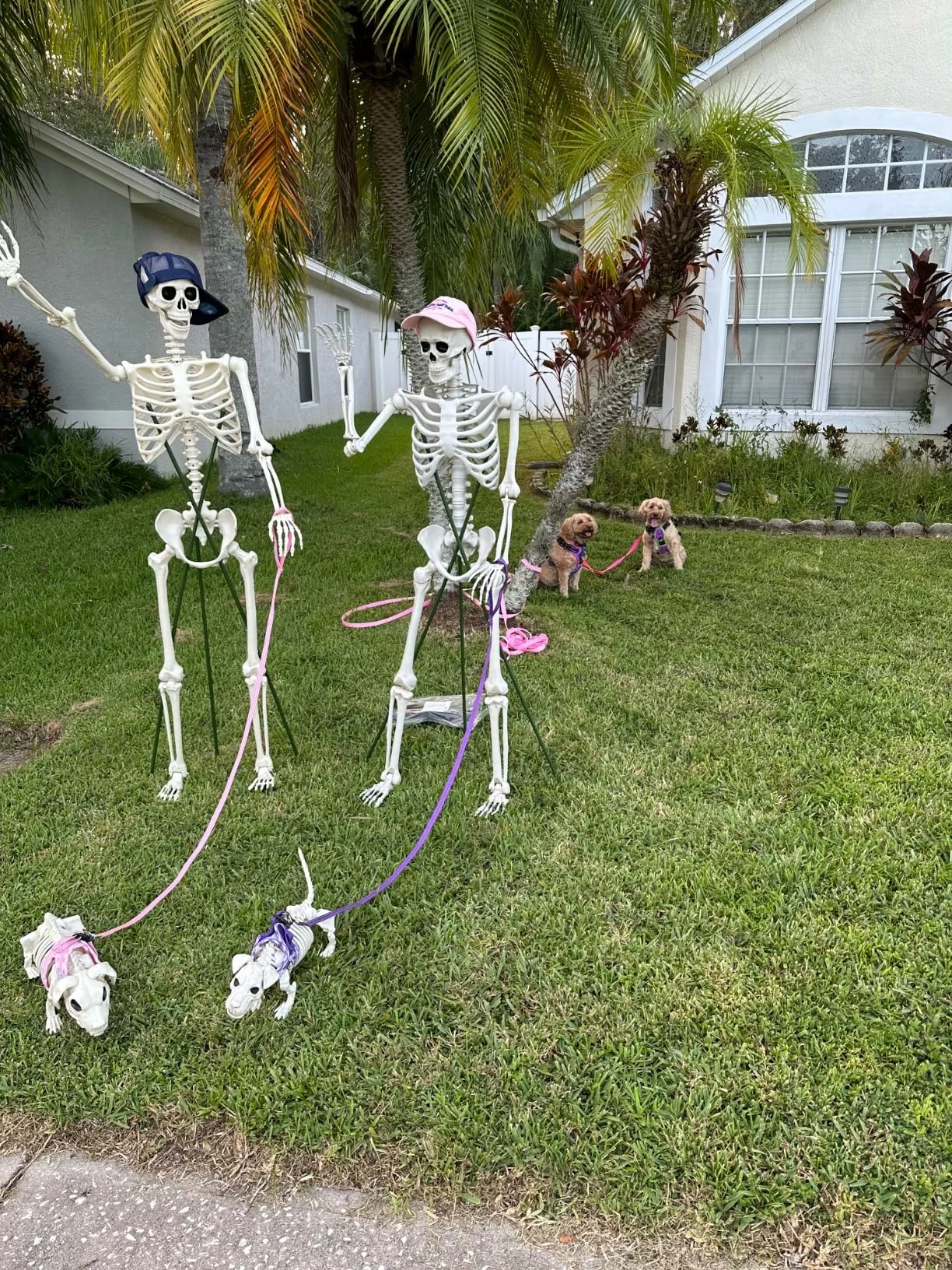 Click to view full screen 3 FT Human Skeleton Halloween Decor with Dog Skeleton, Posable Skeletons Decoration Movable Joints photo review