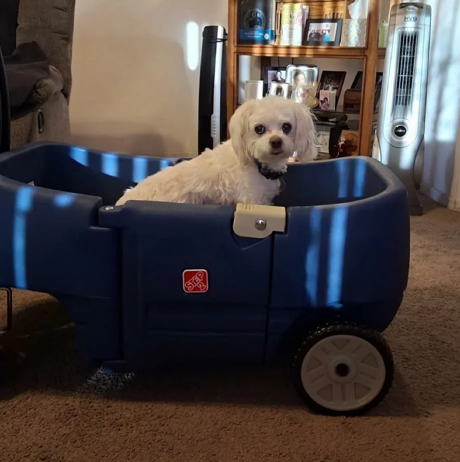 Step2 Wagon for Two Plus – Durable Kids Ride On Toy with Seat Belts, Storage & Handle, Stroller Alternative, Denim Blue photo review
