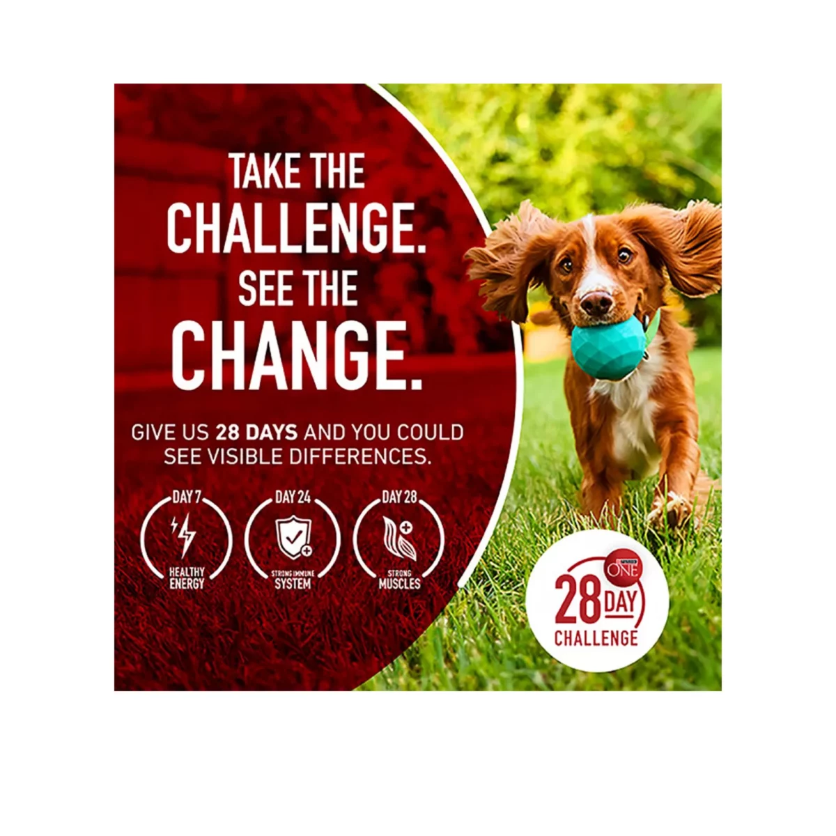 Adult Dog Dry Food with Turkey – High Protein Natural Formula 3
