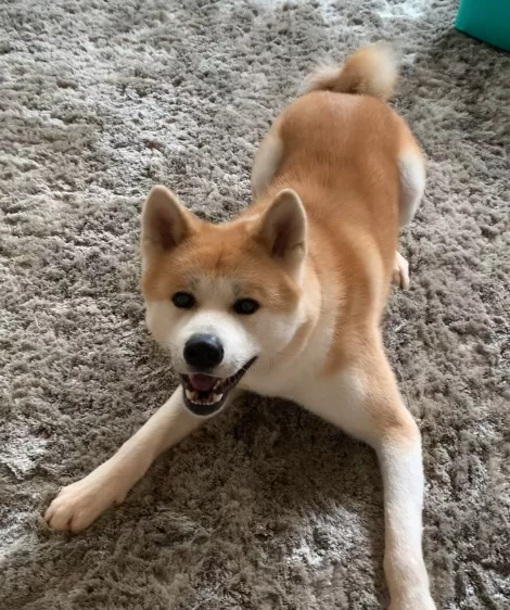 Click to view full screen Basics Healthy Weight Adult Dry Dog Food – Turkey and Potato Recipe for Skin and Stomach Care and Gentle Digestion photo review