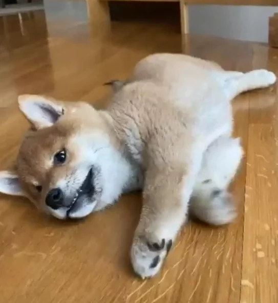 Click to view full screen Basics Healthy Weight Adult Dry Dog Food – Turkey and Potato Recipe for Skin and Stomach Care and Gentle Digestion photo review