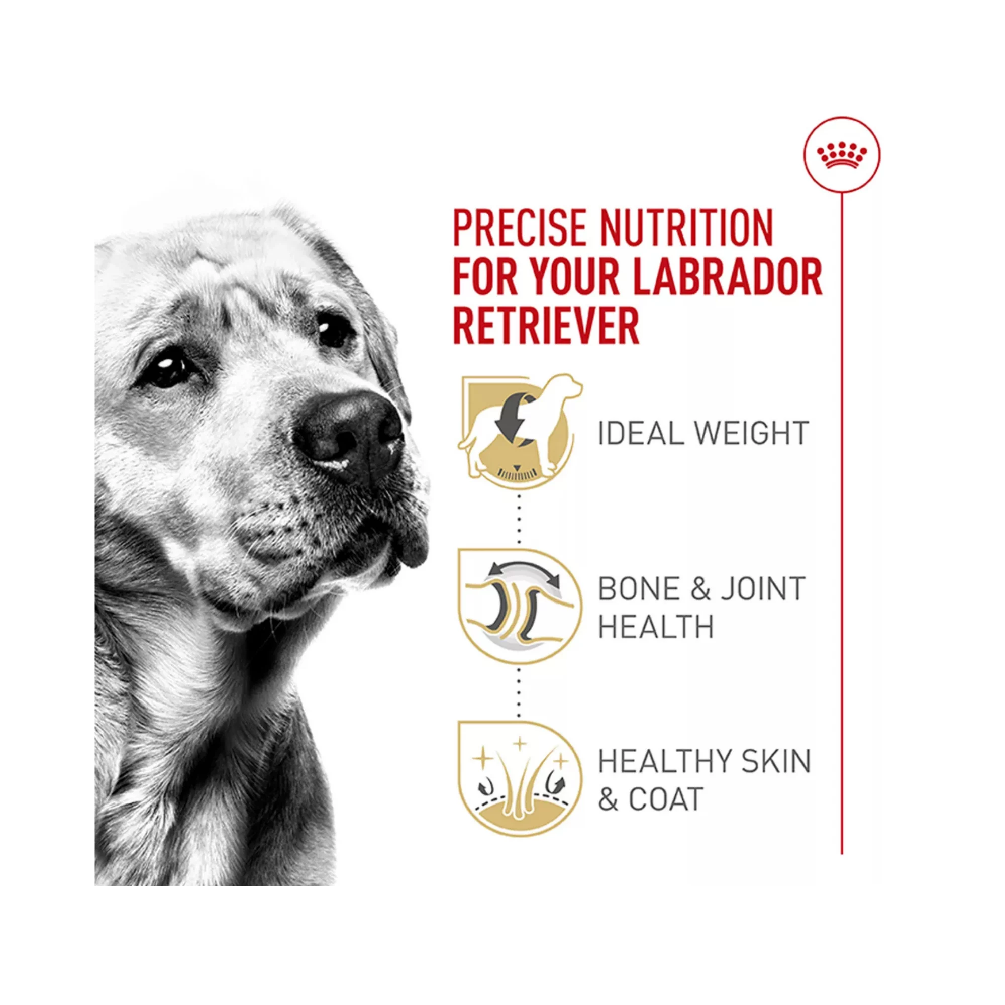 Breed Health Nutrition Labrador Retriever Adult Dry Dog Food – 30 lb (3) Breed Health Nutrition Labrador Retriever Adult Dry Dog Food – 30 lb 3