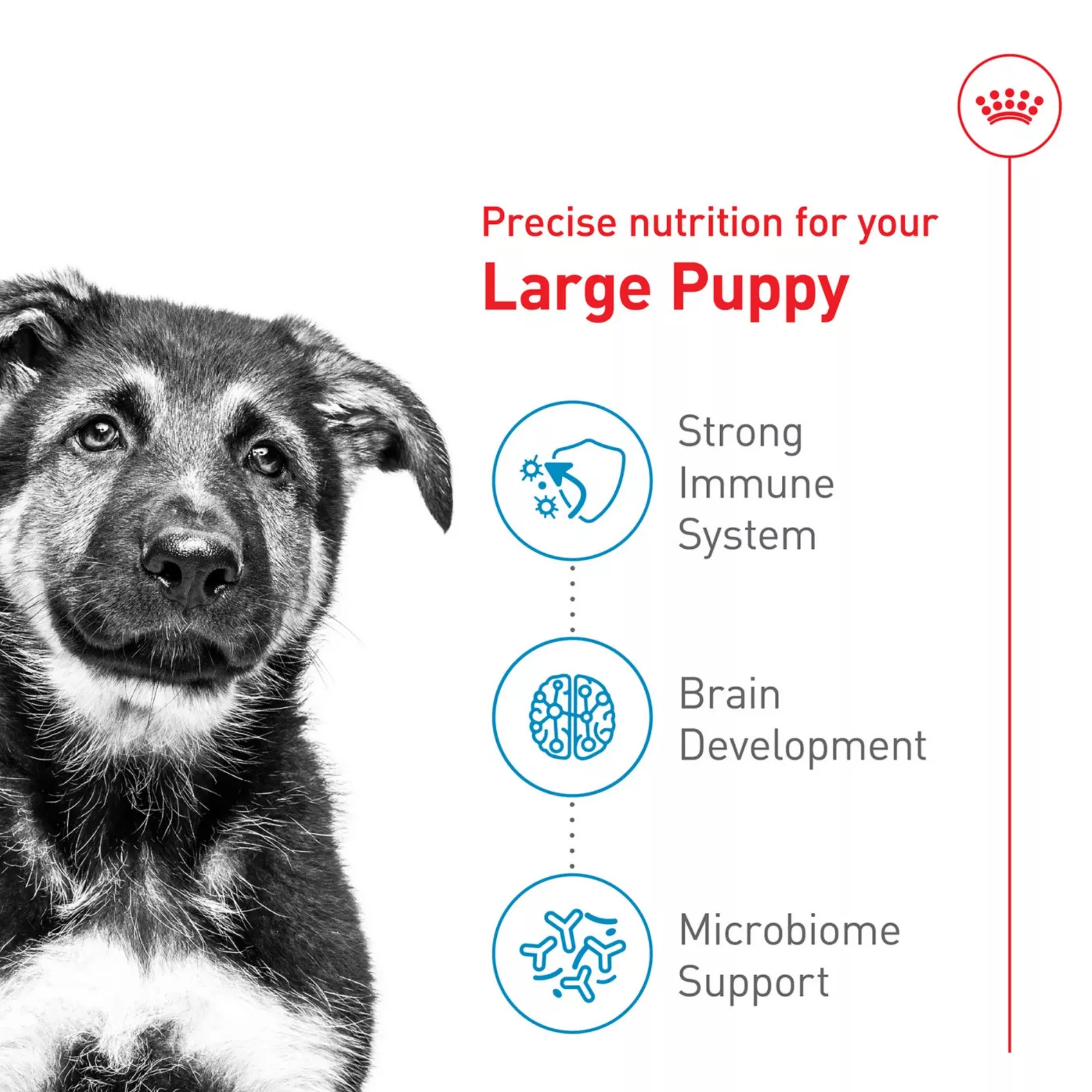 Health Nutrition Large Puppy Dry Dog Food – Balanced Growth Formula (2) Health Nutrition Large Puppy Dry Dog Food – Balanced Growth Formula 2