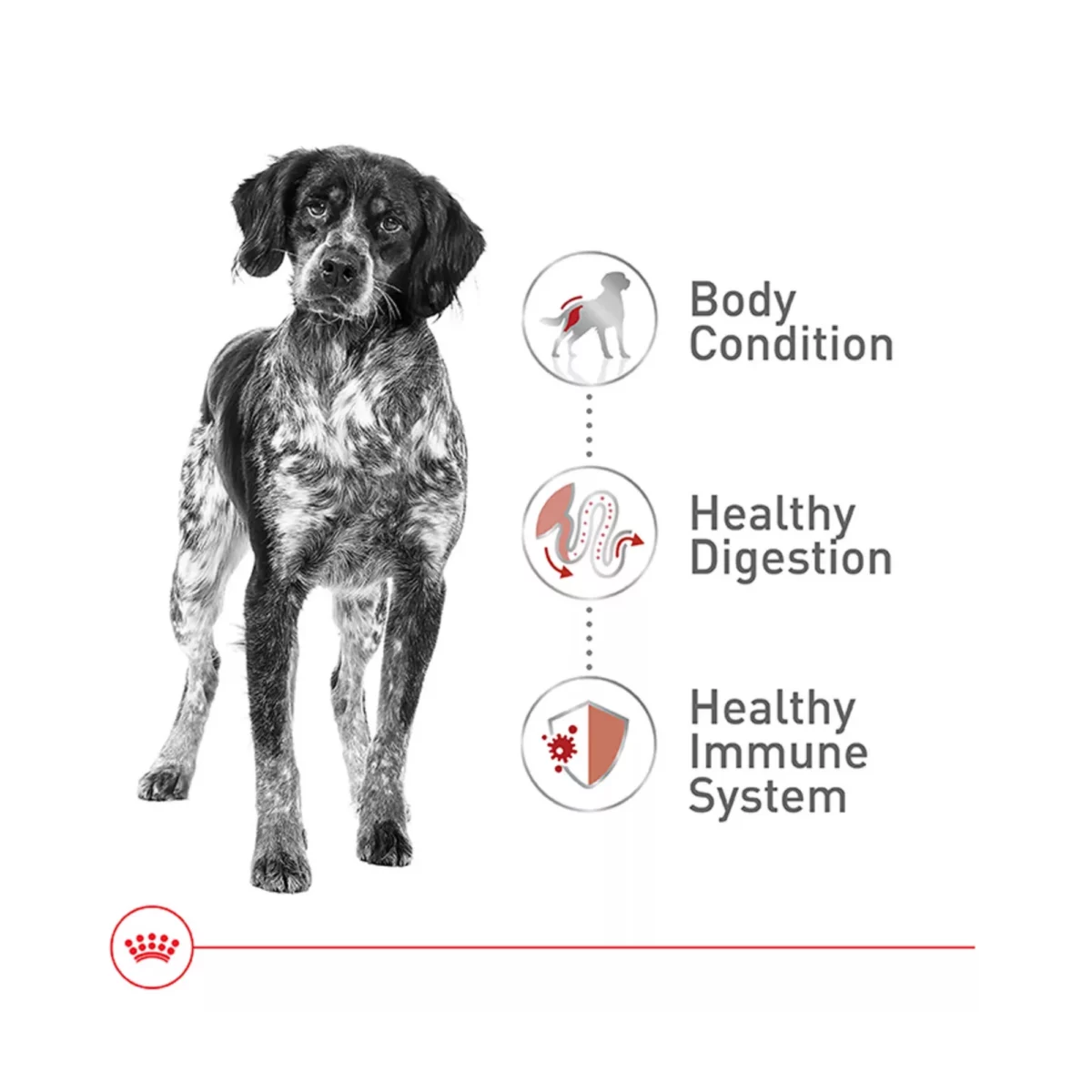 Health Nutrition Medium Breed Adult Dry Dog Food – Balanced Formula 5