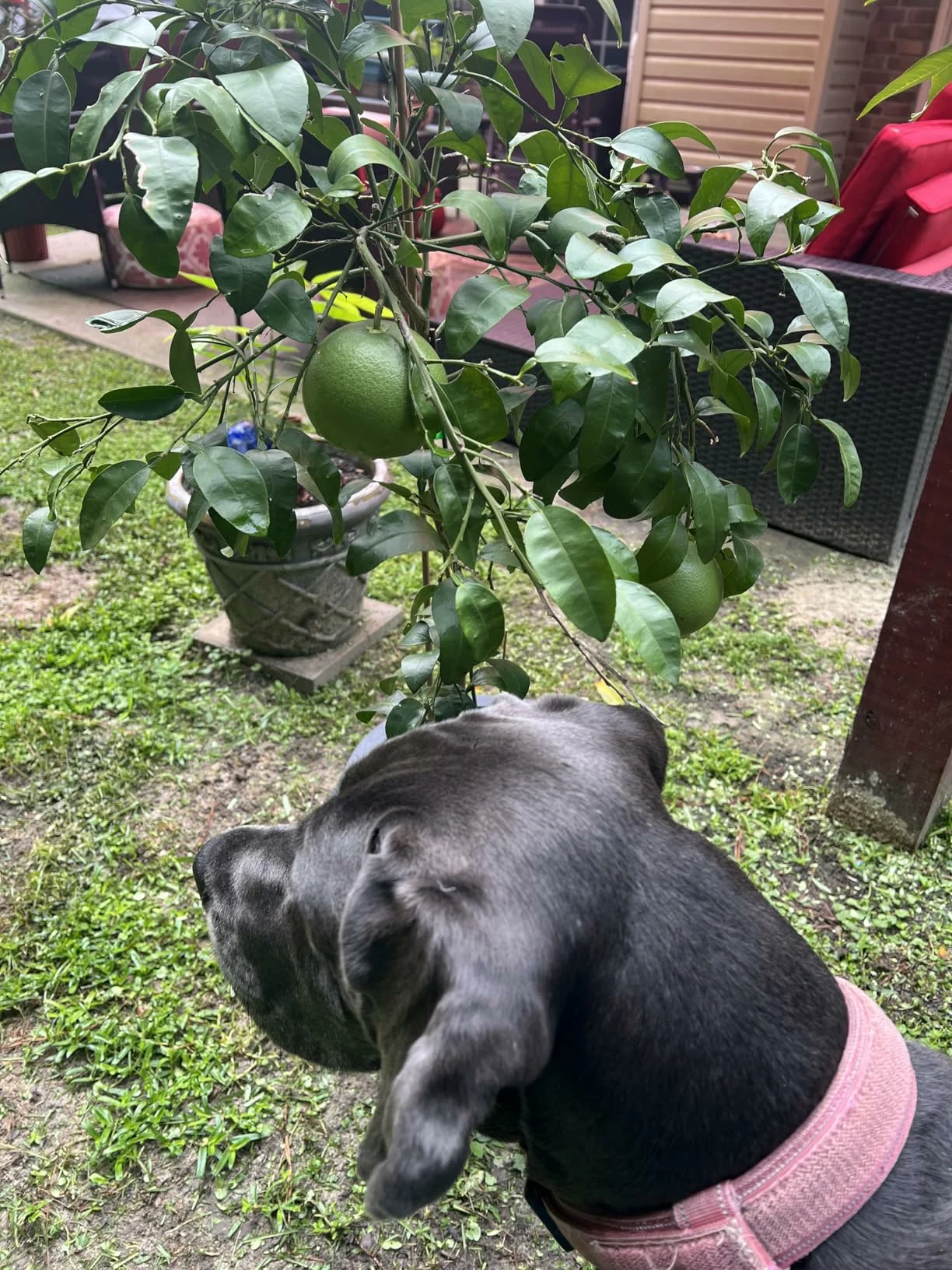 Click to view full screen Wilderness Large Breed Adult Chicken Dry Dog Food – High-Protein, Grain-Free Nutrition for Strong Muscles and Active Energy photo review