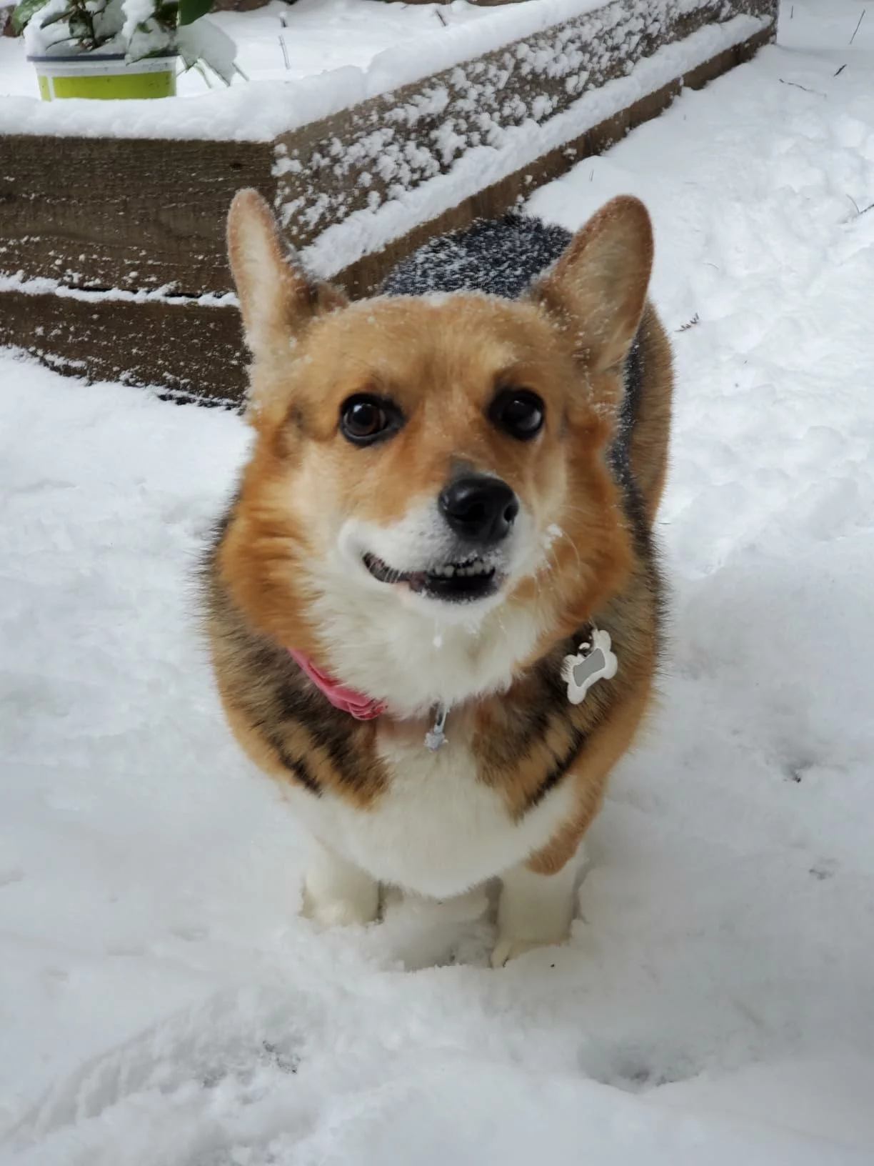 Click to view full screen Healthy Weight Dry Dog Food – High-Protein, Grain-Free Formula for Lean Muscle and Balanced Nutrition photo review