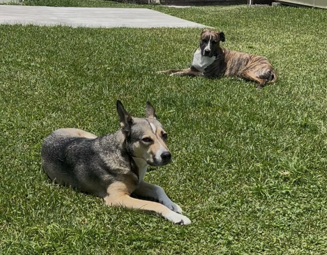 Breed Lamb Meal & Brown Rice Dry Dog Food – Wholesome Nutrition for Strong Muscles and Healthy Digestion photo review