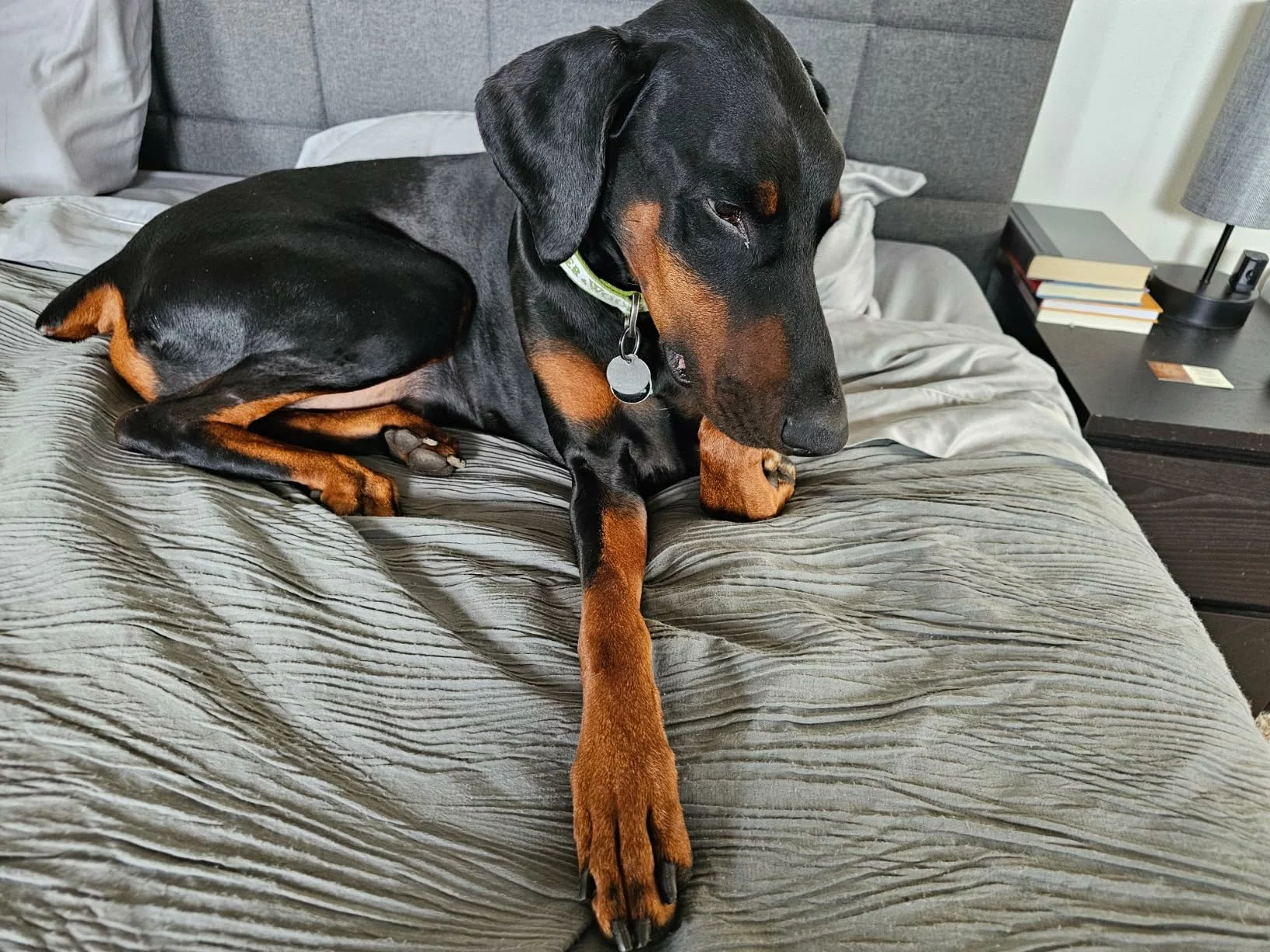 Breed Lamb Meal & Brown Rice Dry Dog Food – Wholesome Nutrition for Strong Muscles and Healthy Digestion photo review