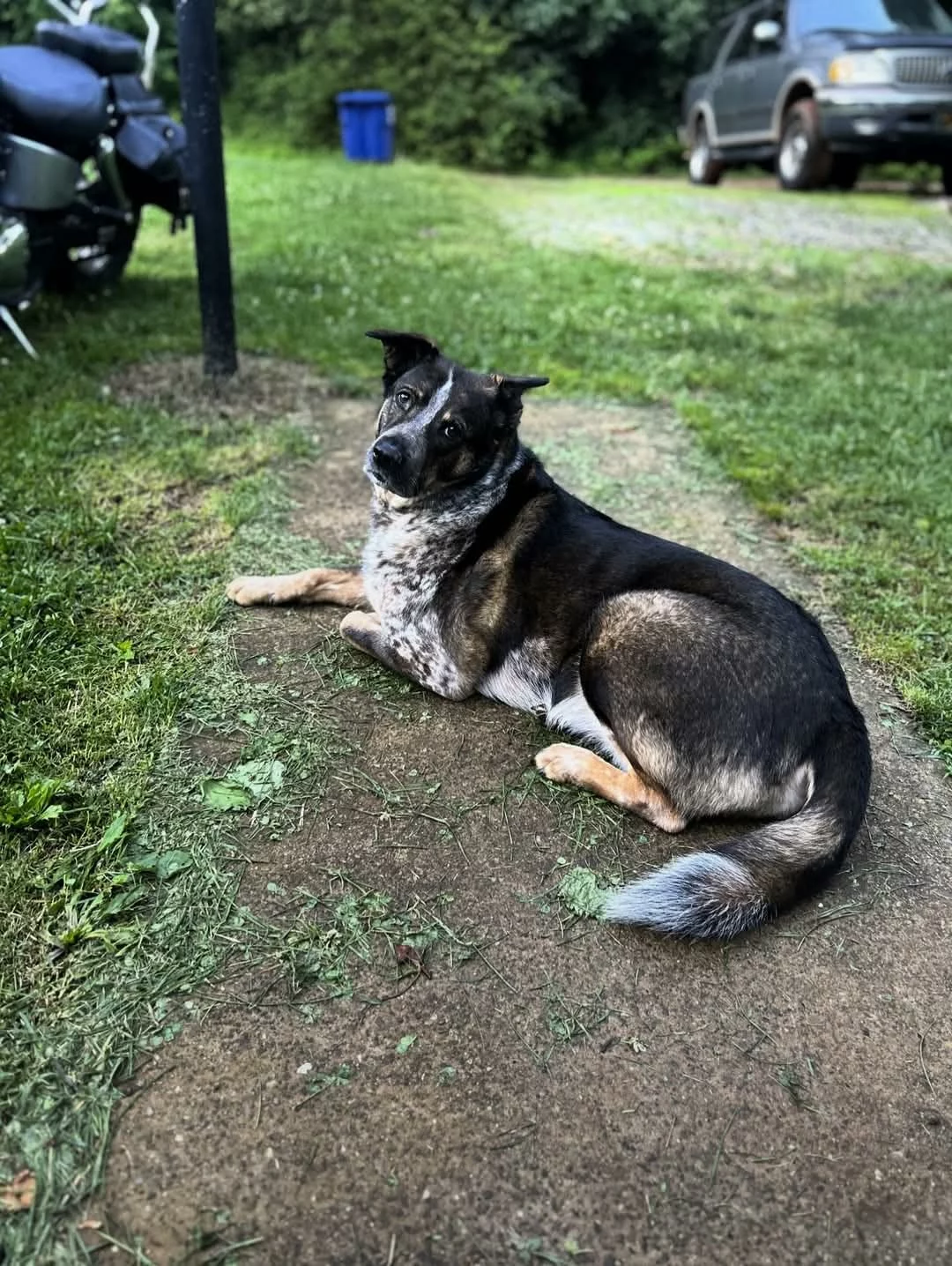 7+ Senior Vitality Chicken & Rice Dry Dog Food – Balanced Nutrition to Support Energy and Healthy Aging photo review