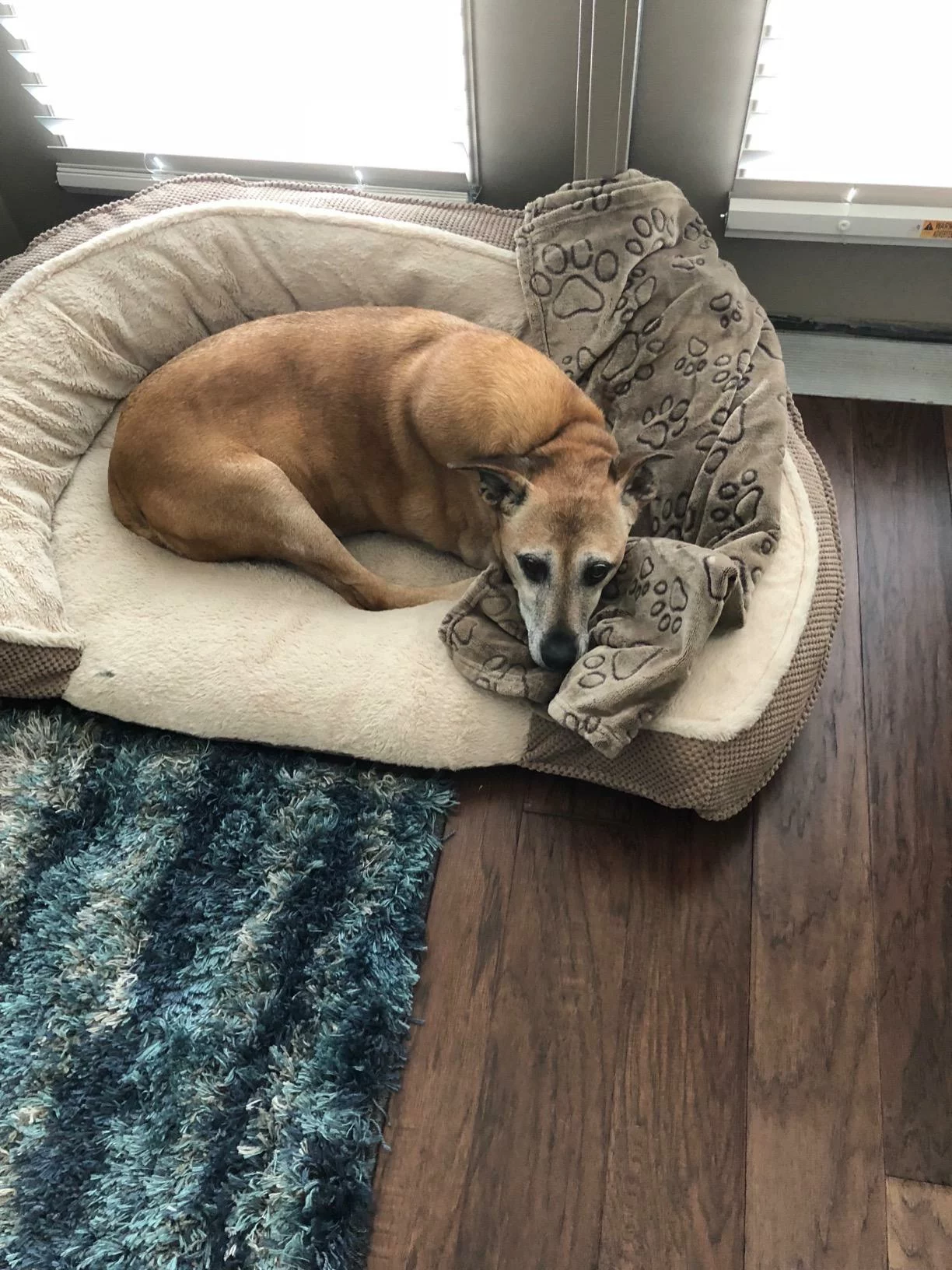 7+ Senior Vitality Chicken & Rice Dry Dog Food – Balanced Nutrition to Support Energy and Healthy Aging photo review