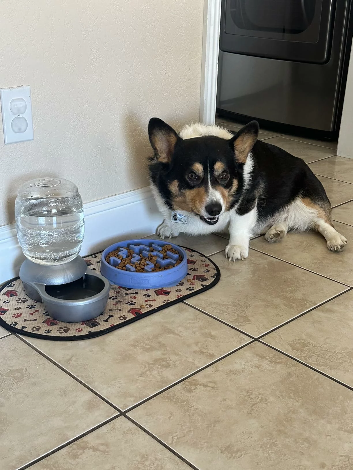 Click to view full screen Small Bites Lamb Meal & Brown Rice Dry Dog Food – Easy-to-Chew Nutrition for Strong Muscles and Healthy Digestion photo review