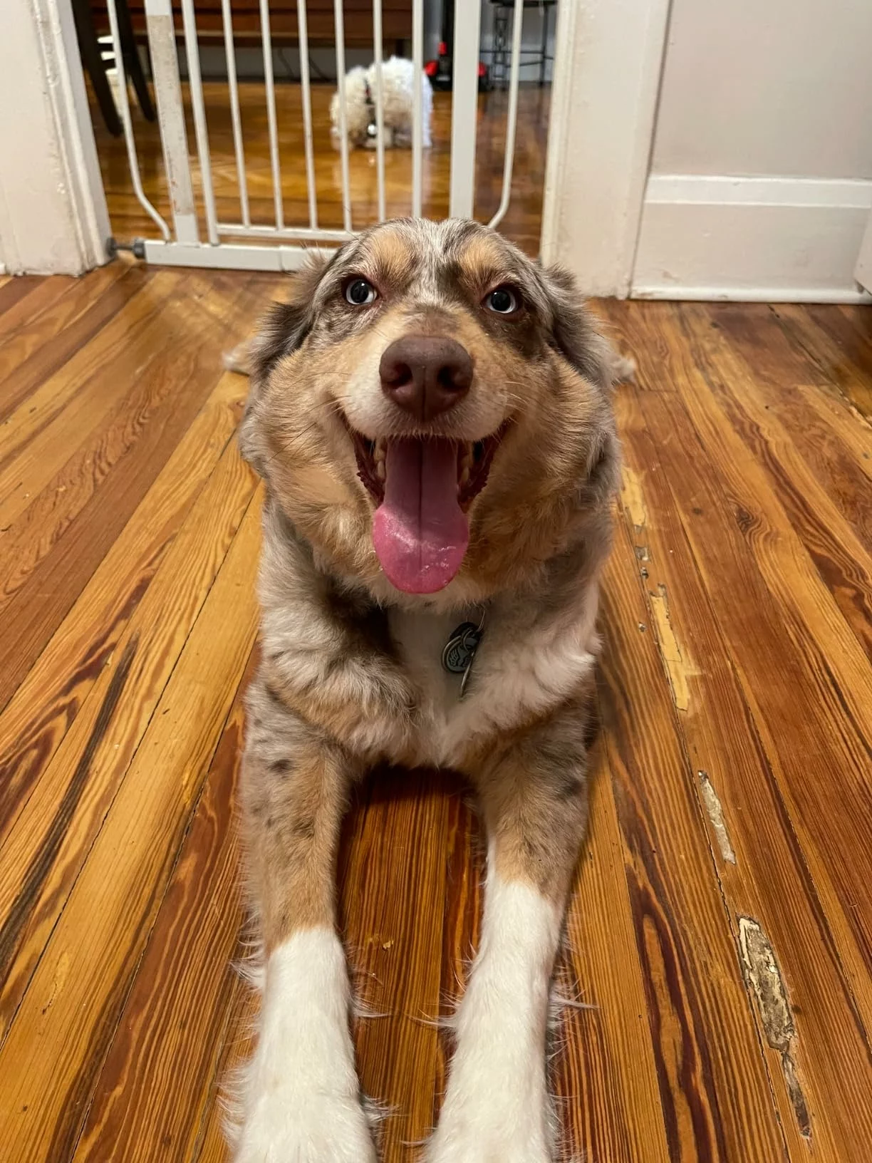 Click to view full screen Small Bites Lamb Meal & Brown Rice Dry Dog Food – Easy-to-Chew Nutrition for Strong Muscles and Healthy Digestion photo review