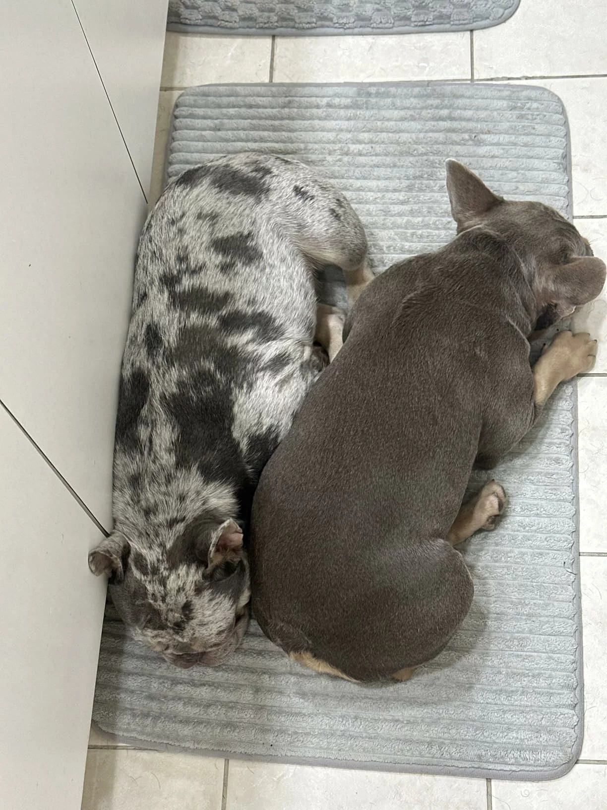 Click to view full screen Lamb Meal & Brown Rice Dry Dog Food – Wholesome Nutrition for Strong Muscles and Healthy Digestion photo review