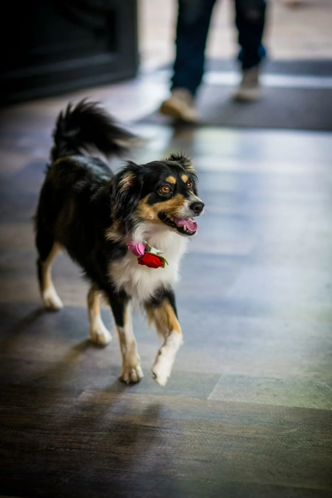 Click to view full screen Lamb Meal & Brown Rice Dry Dog Food – Wholesome Nutrition for Strong Muscles and Healthy Digestion photo review