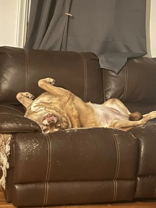 Click to view full screen Raw Infused Grain-Free Large Breed Dry Dog Food – High-Protein Nutrition for Strength and Vitality photo review