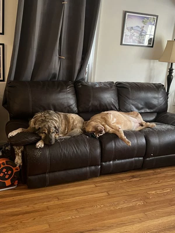 Click to view full screen Raw Infused Grain-Free Large Breed Dry Dog Food – High-Protein Nutrition for Strength and Vitality photo review