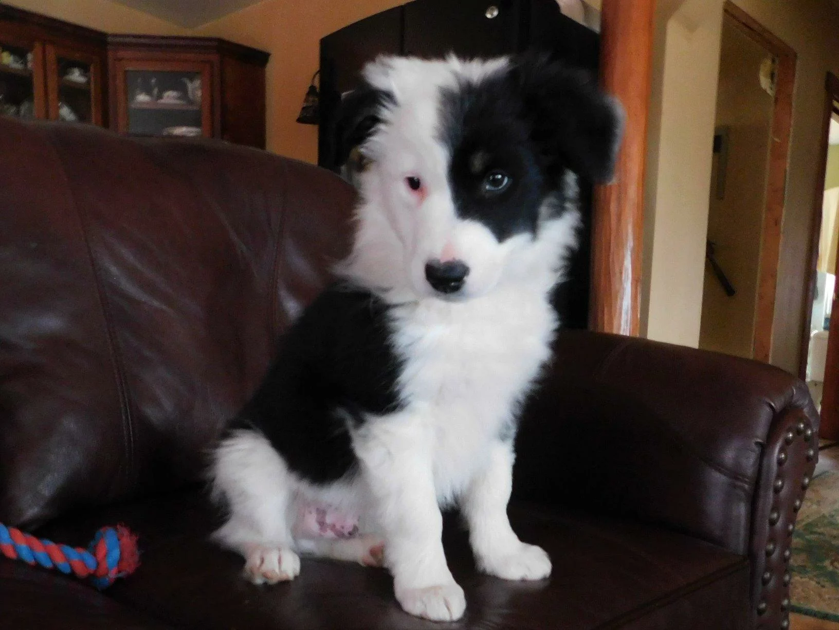 Natural Balance Limited Ingredient Puppy Dry Dog Food – Salmon & Brown Rice Recipe for Gentle, Balanced Nutrition photo review