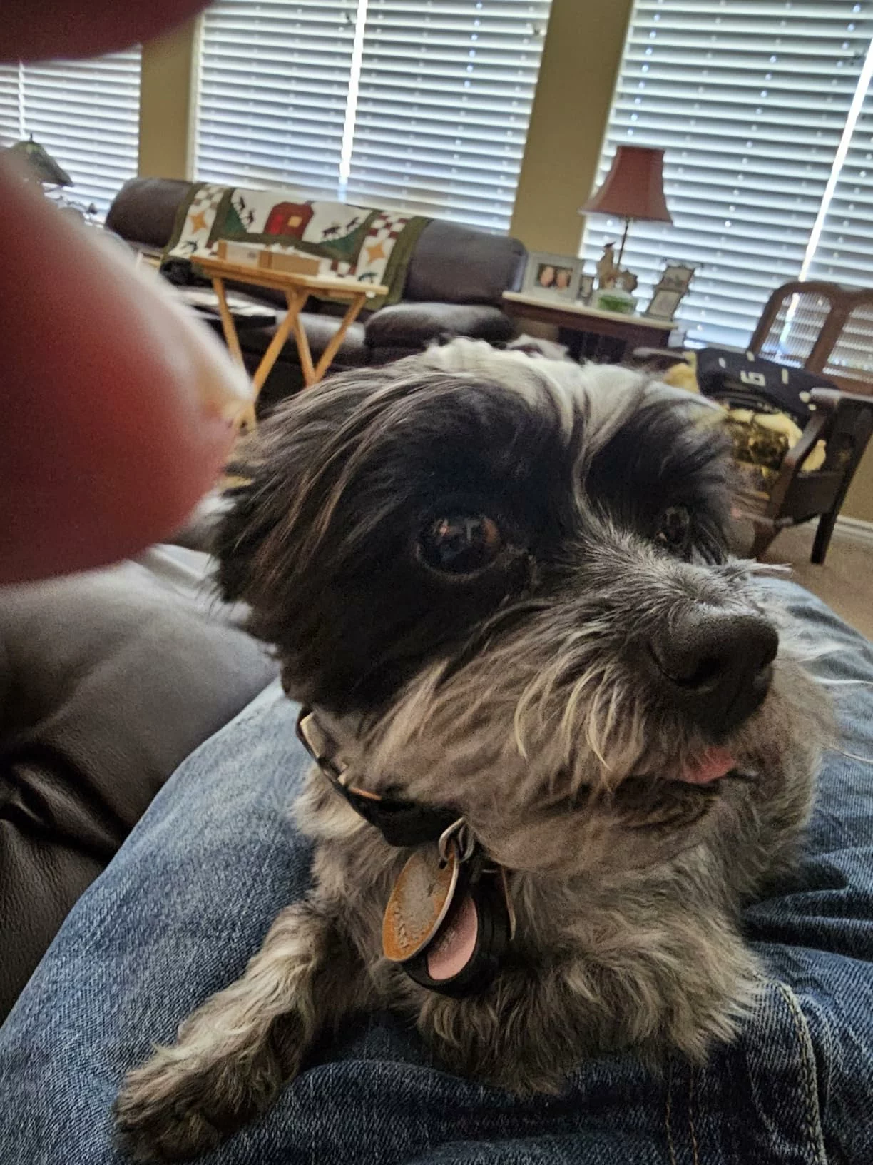 RawMix Front Range Recipe Ancient Grains Dry Dog Food – High-Protein Blend with Nutrient-Rich Grains for Complete Canine Nutrition photo review