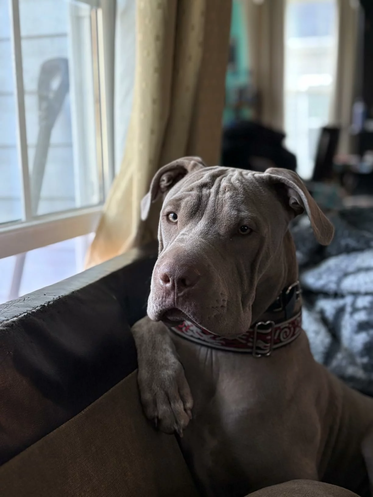 Click to view full screen Purina Pro Plan Adult Complete Essentials Shredded Blend Chicken & Rice Formula – High-Protein Dry Dog Food for Strength and Vitality photo review