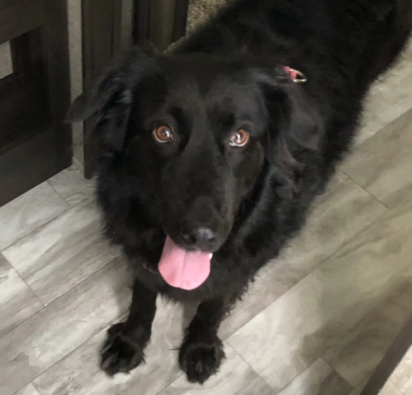 Click to view full screen Purina Pro Plan Adult Complete Essentials Shredded Blend Chicken & Rice Formula – High-Protein Dry Dog Food for Strength and Vitality photo review