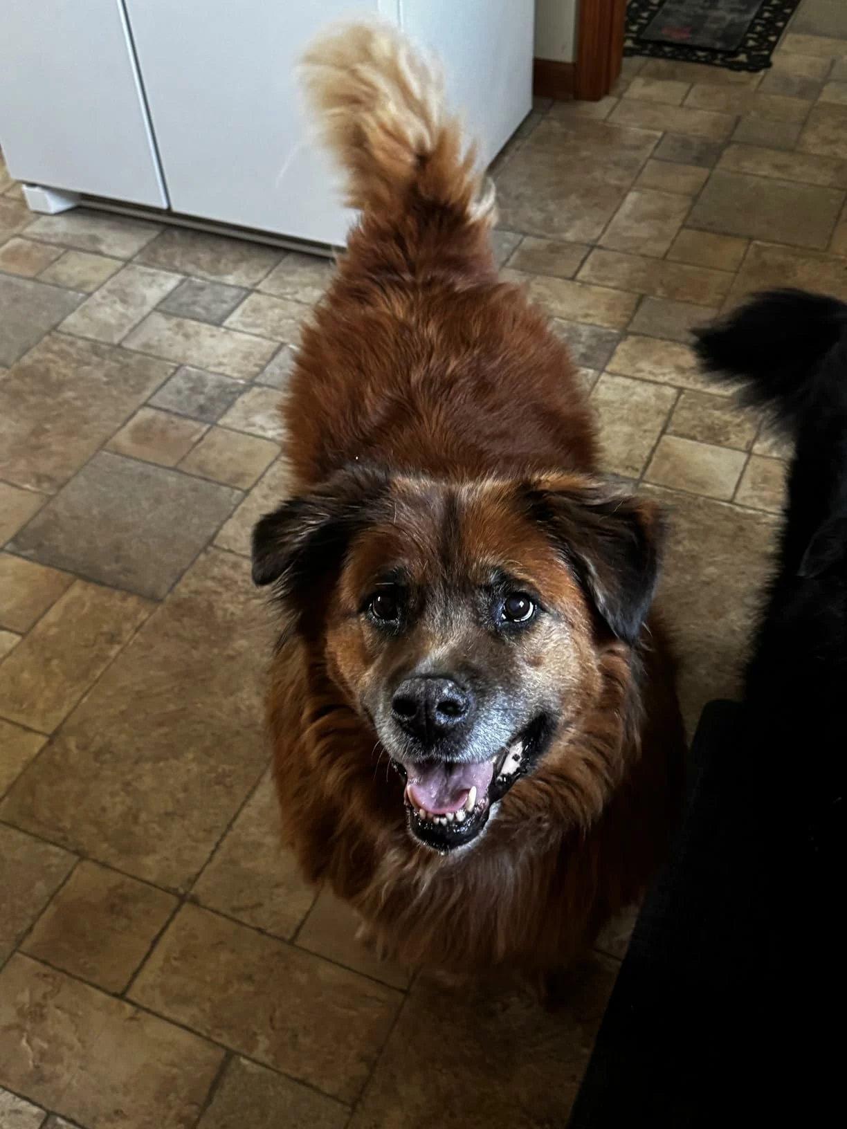 Click to view full screen Purina Pro Plan Adult Complete Essentials Shredded Blend Chicken & Rice Formula – High-Protein Dry Dog Food for Strength and Vitality photo review