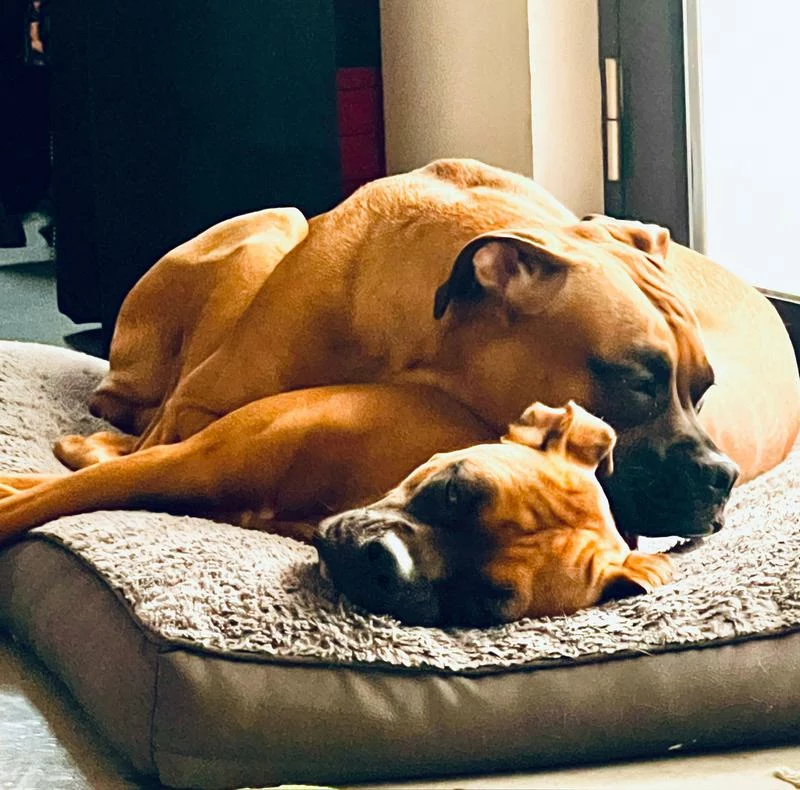 Click to view full screen Royal Canin Boxer 26 Dog Food – 30 lb Nutrient-Rich Formula for Adult Boxer Dogs photo review