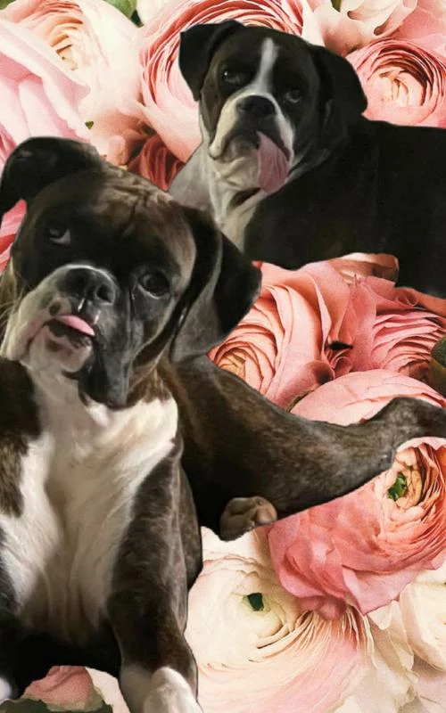 Click to view full screen Royal Canin Boxer 26 Dog Food – 30 lb Nutrient-Rich Formula for Adult Boxer Dogs photo review
