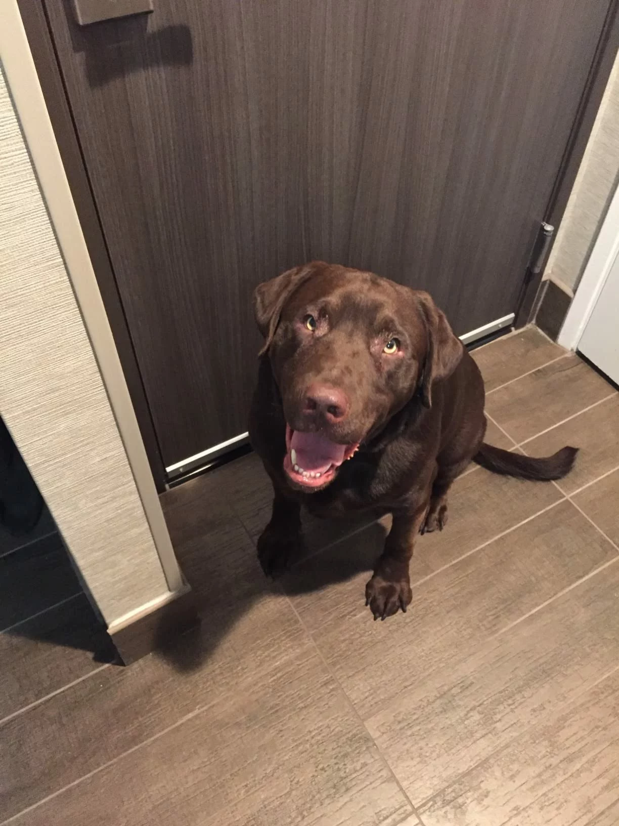 Click to view full screen Labrador Retriever Adult Dry Dog Food – Tailored Nutrition for Healthy Weight and Strong Joints photo review