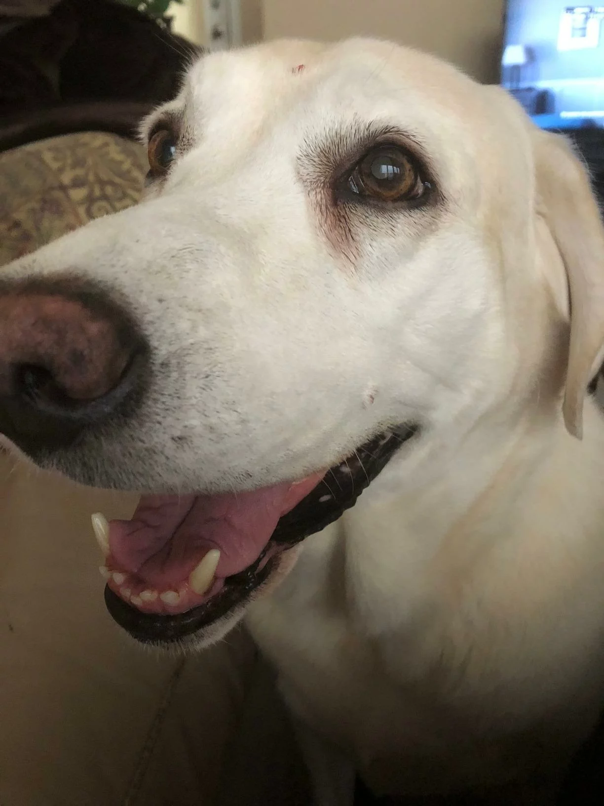 Labrador Retriever Adult Dry Dog Food – Specialized Formula for Healthy Weight and Joint Support photo review