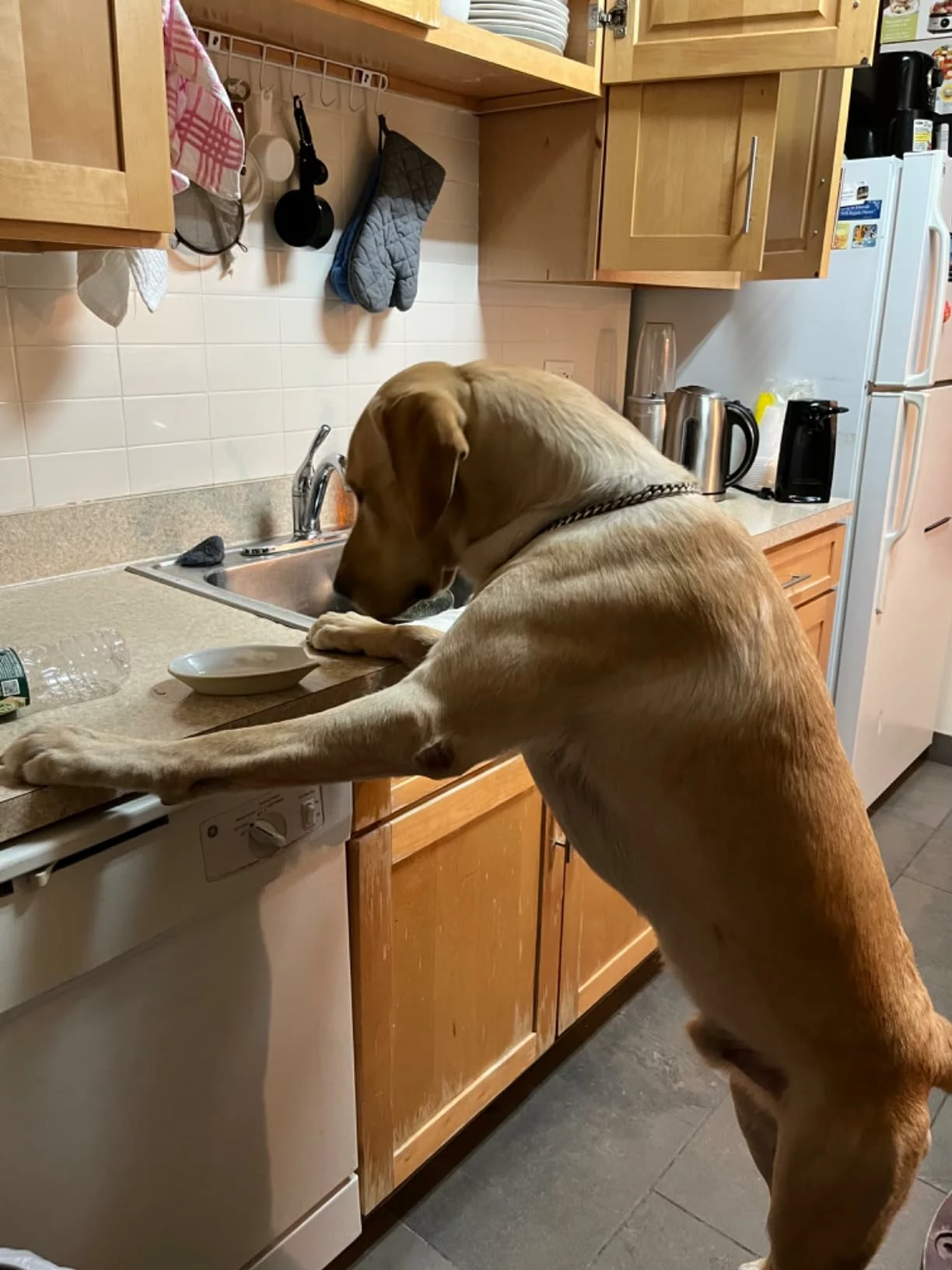 Labrador Retriever Adult Dry Dog Food – Specialized Formula for Healthy Weight and Joint Support photo review