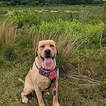 Click to view full screen Merrick Healthy Grains Adult Dry Dog Food – Natural Beef & Brown Rice Recipe with Ancient Grains for Balanced Nutrition photo review