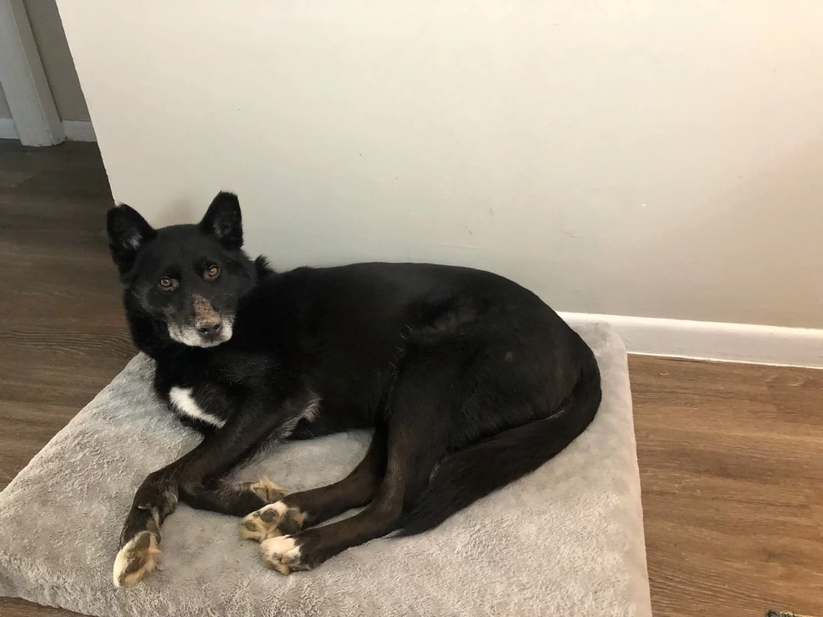 Click to view full screen Merrick Healthy Grains Adult Dry Dog Food – Natural Beef & Brown Rice Recipe with Ancient Grains for Balanced Nutrition photo review