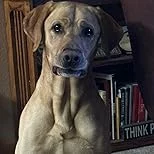 Click to view full screen Nutro Natural Choice Large Breed Puppy Dry Dog Food – Chicken & Brown Rice Recipe for Strong Growth and Development photo review