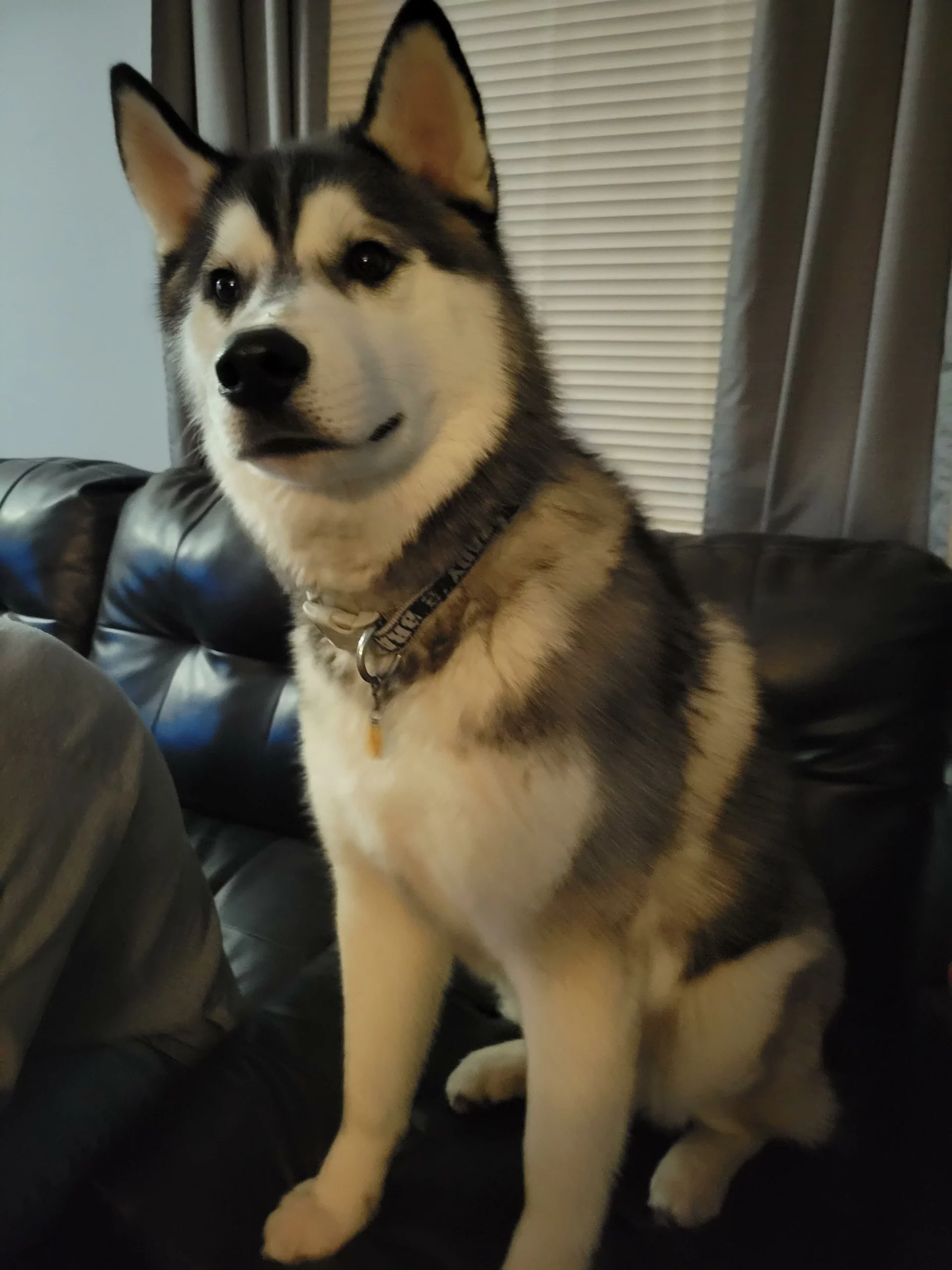 Click to view full screen Nutro Natural Choice Large Breed Puppy Dry Dog Food – Chicken & Brown Rice Recipe for Strong Growth and Development photo review