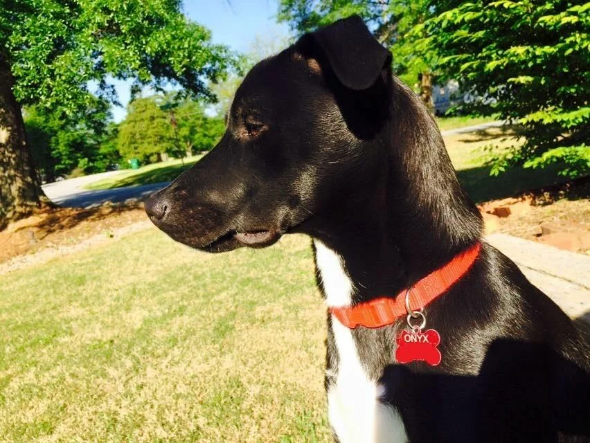 Click to view full screen Nutro Natural Choice Healthy Weight Adult Dry Dog Food – Chicken & Brown Rice Recipe for Balanced Nutrition photo review