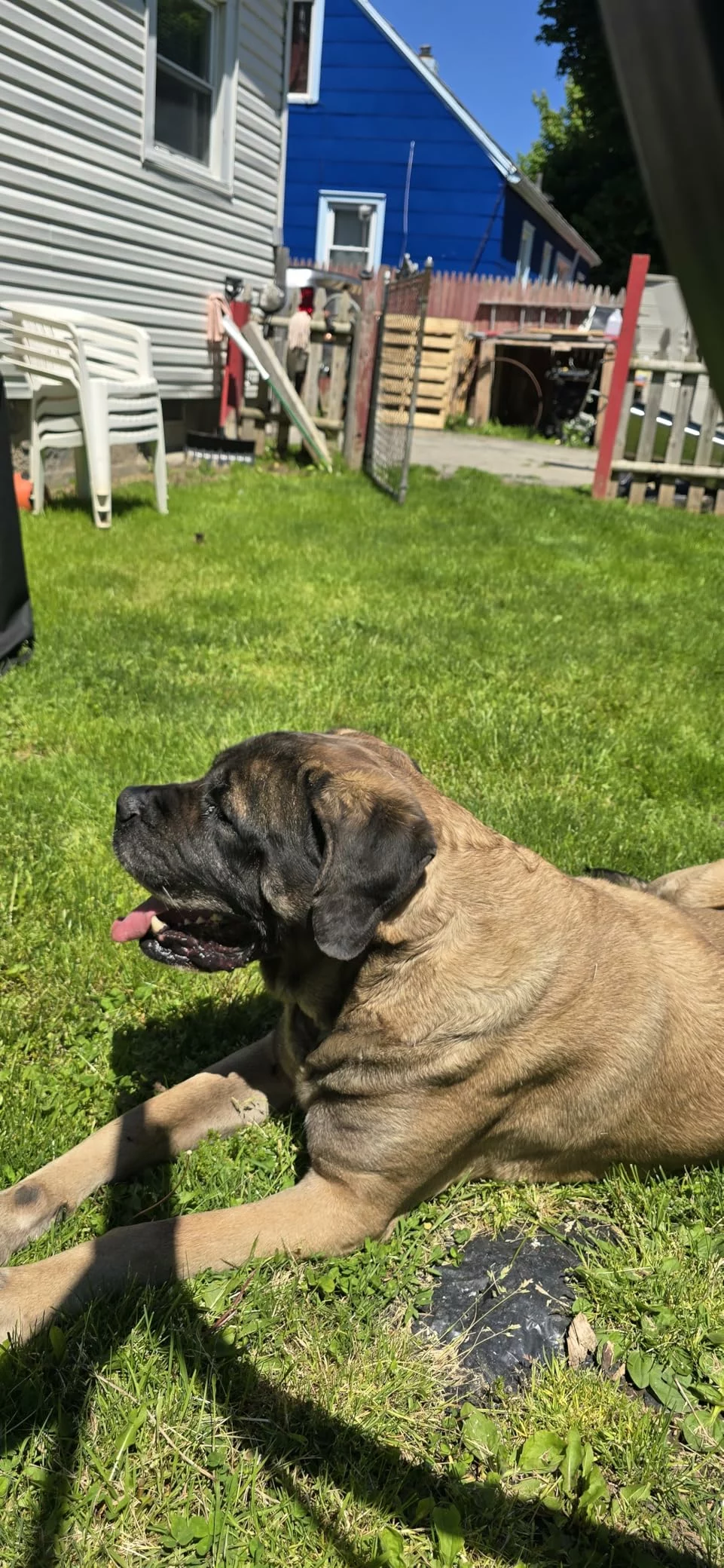 Nutro Natural Choice Adult Dry Dog Food – Venison Meal & Brown Rice Recipe for Strong Muscles and Healthy Digestion photo review