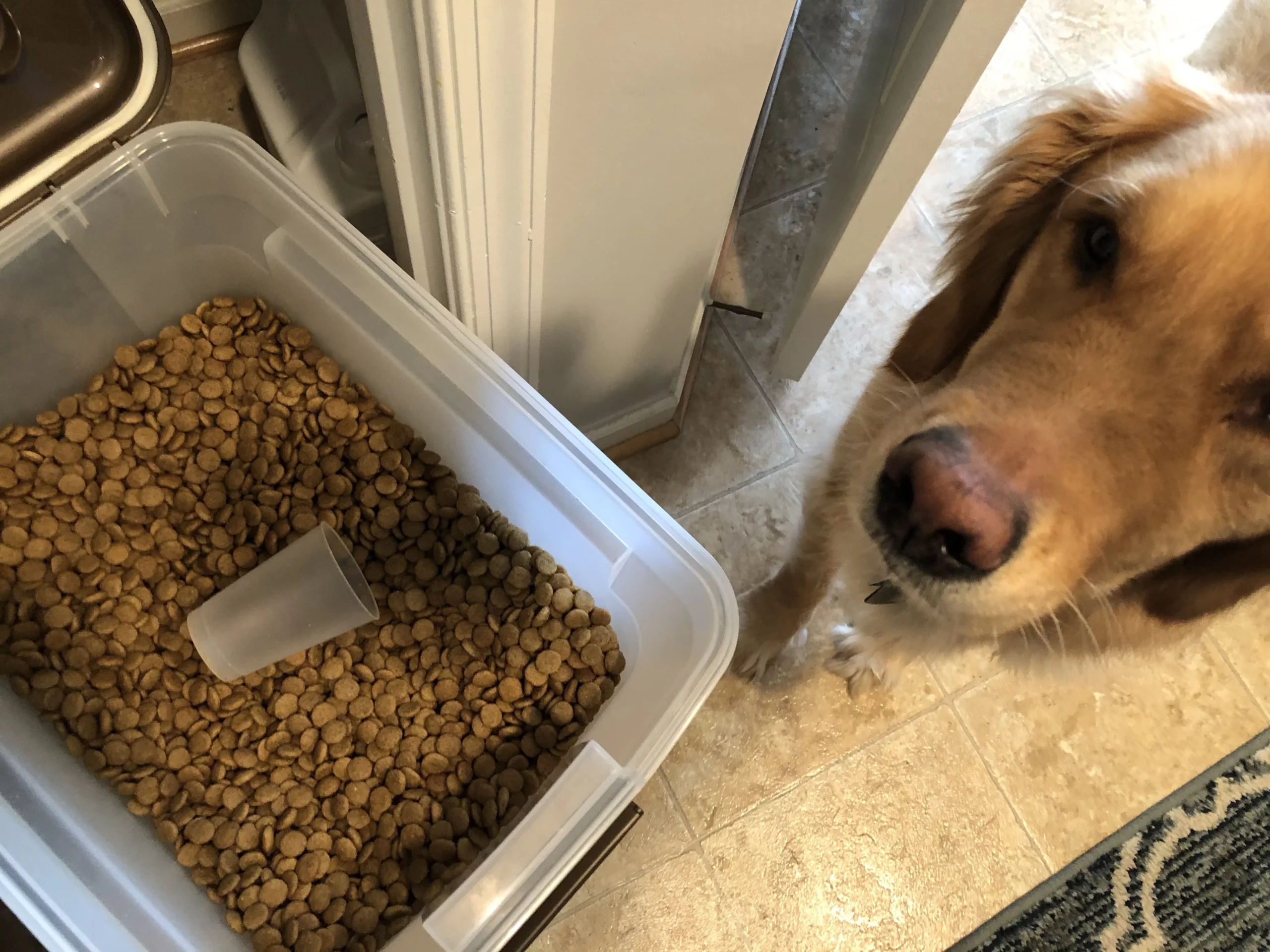 Nutro Natural Choice Adult Dry Dog Food – Venison Meal & Brown Rice Recipe for Strong Muscles and Healthy Digestion photo review