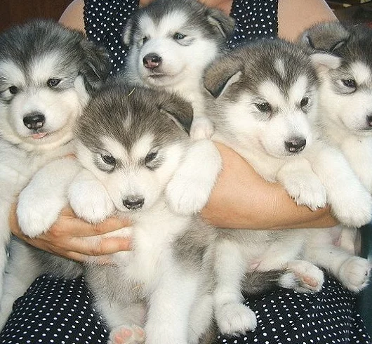 Click to view full screen Wilderness Rocky Mountain Puppy Dry Dog Food – Red Meat Recipe for Healthy Growth and Muscle Development, 22 lb Bag photo review