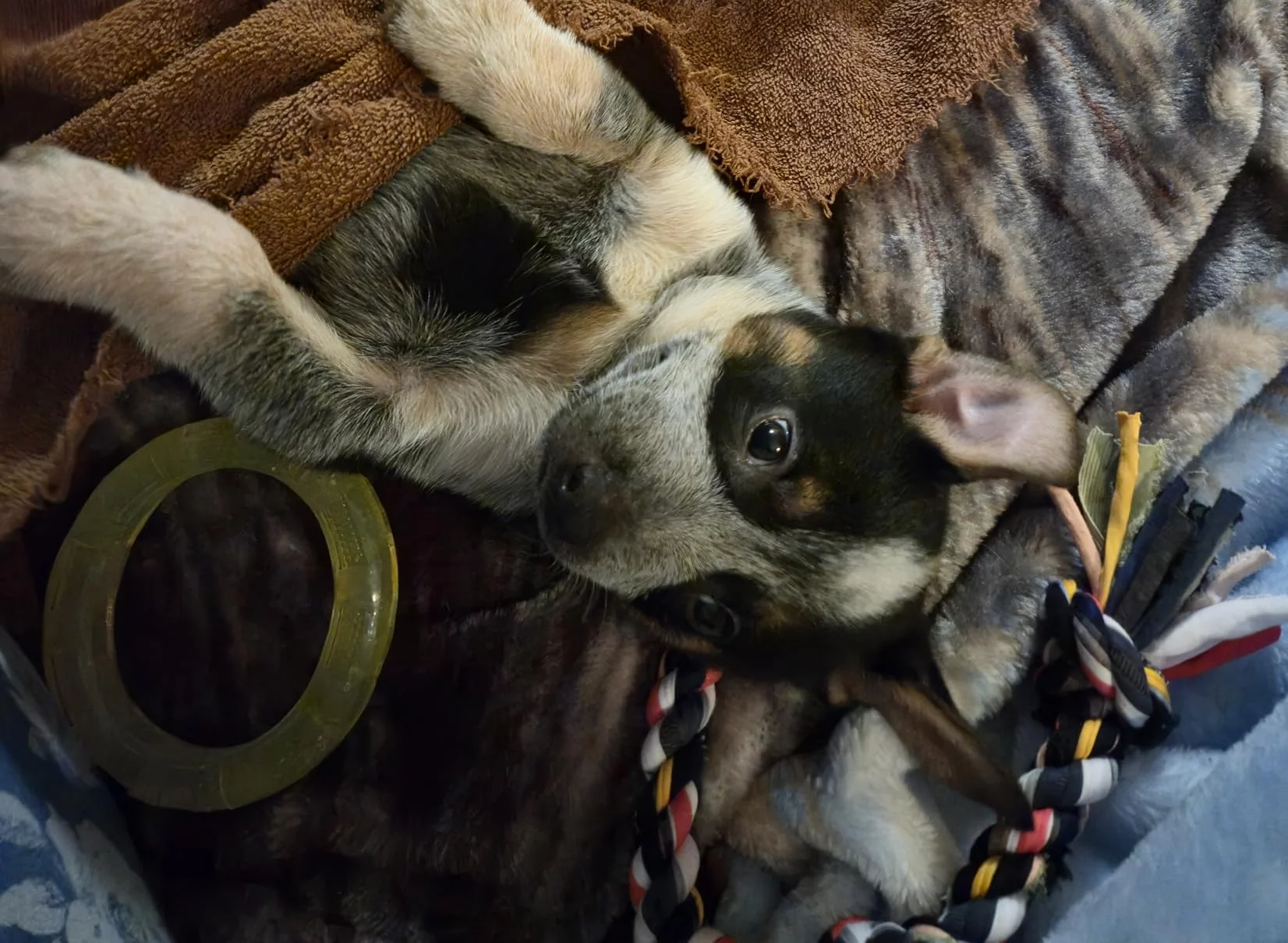 Lamb & Oatmeal Recipe Dry Puppy Food - Enhanced with Vitamins, Antioxidants, and Wholesome Grains for Growth & Development photo review