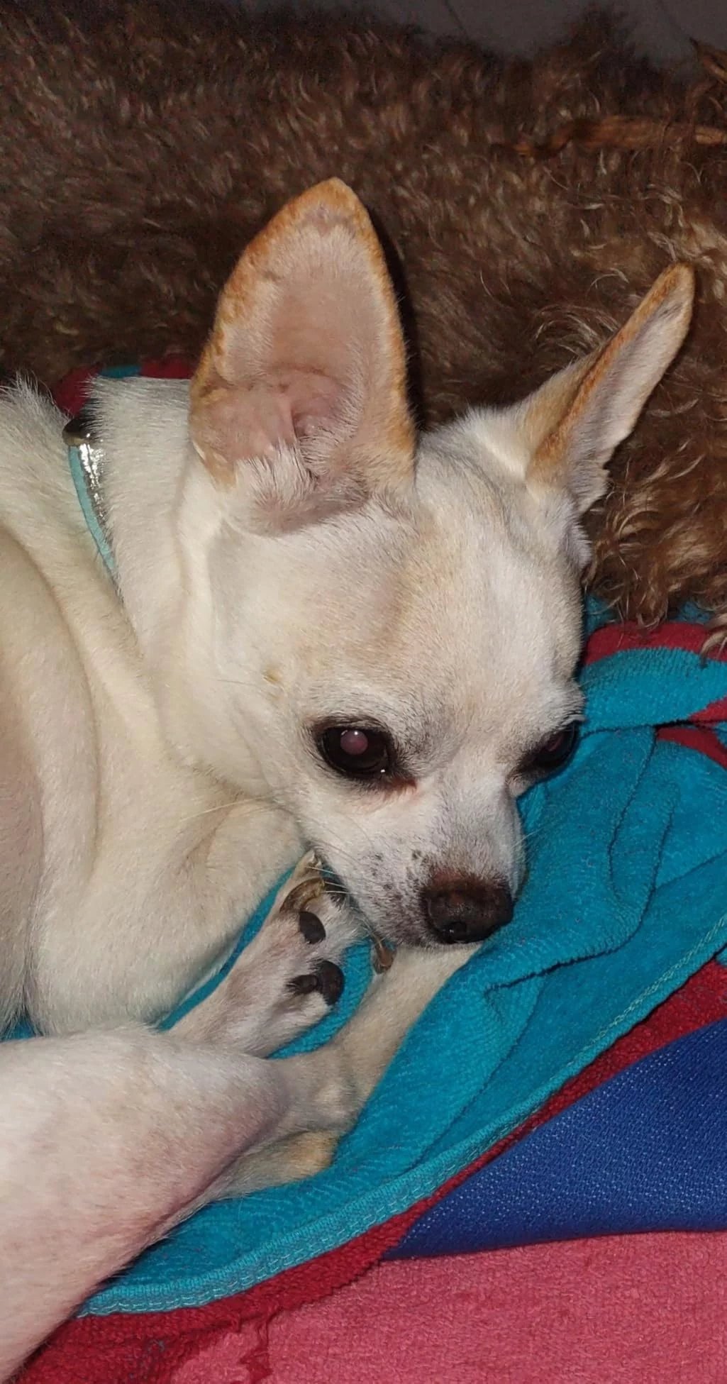 Lamb & Oatmeal Recipe Dry Puppy Food - Enhanced with Vitamins, Antioxidants, and Wholesome Grains for Growth & Development photo review