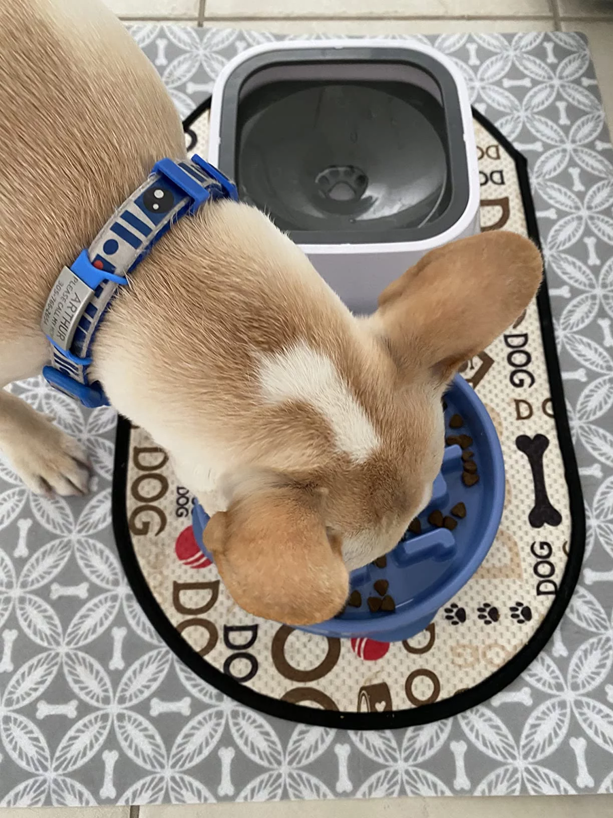 Lamb & Oatmeal Recipe Dry Puppy Food - Enhanced with Vitamins, Antioxidants, and Wholesome Grains for Growth & Development photo review