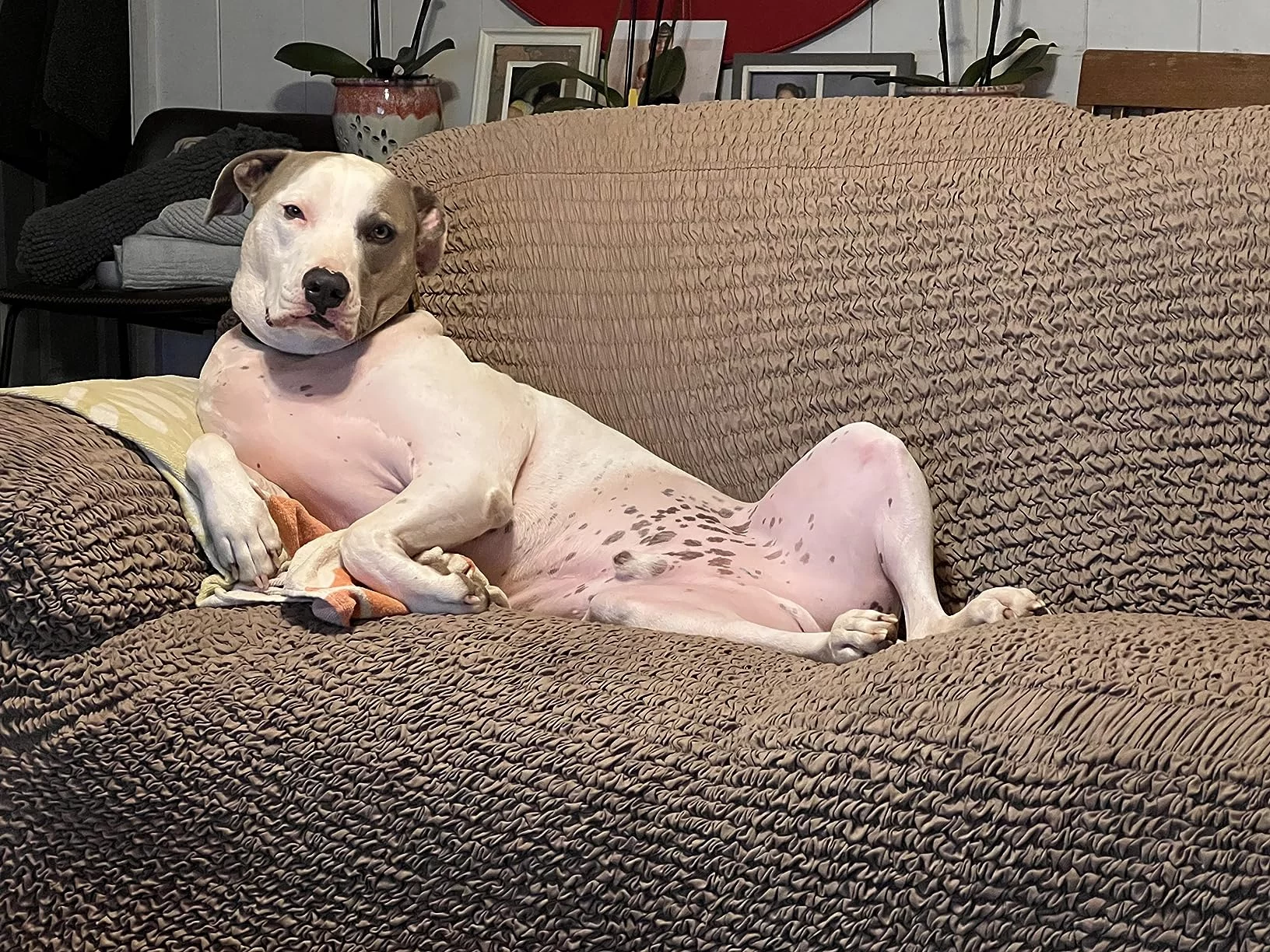 Veterinary Formula Dry Dog Food for Skin & Food Sensitivities - Hydrolyzed Protein Recipe for Low Allergy Risk - Supports Healthy Skin Barrier photo review