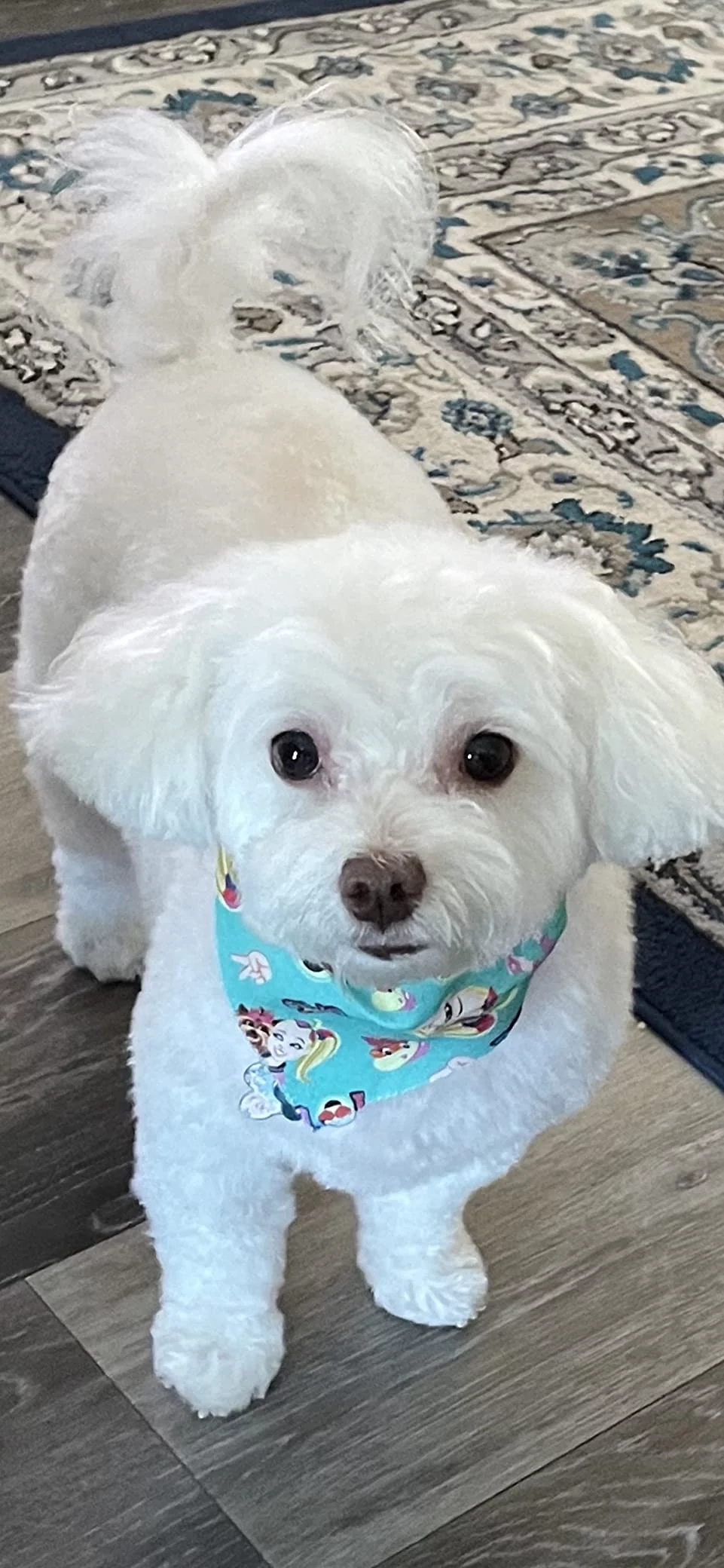 Veterinary Formula Dry Dog Food for Skin & Food Sensitivities - Hydrolyzed Protein Recipe for Low Allergy Risk - Supports Healthy Skin Barrier photo review