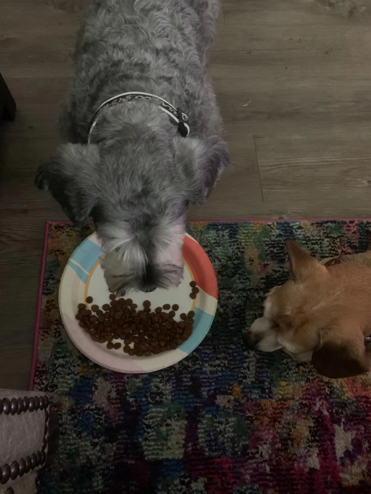 Veterinary Formula Dry Dog Food for Gastrointestinal Biome Health - High Fiber Recipe with Prebiotics to Regulate Digestion & Improve Stool Quality photo review