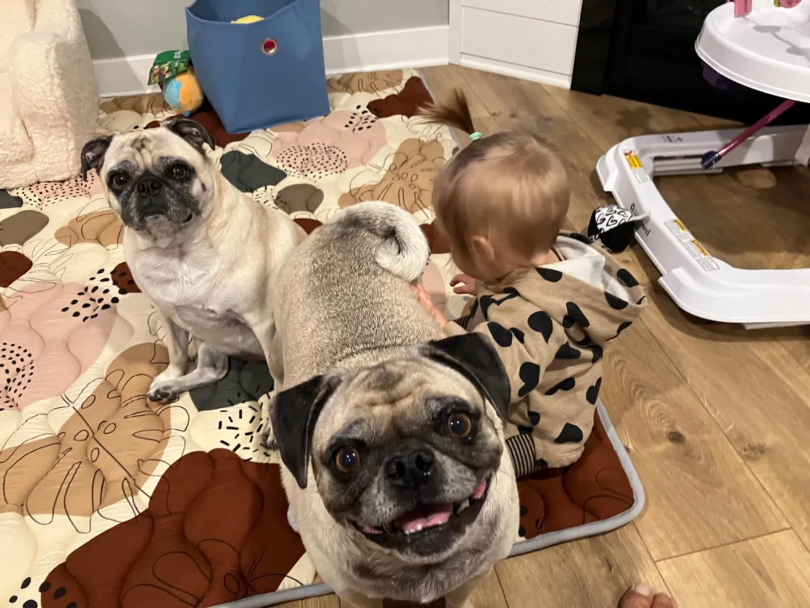 Veterinary Formula Dry Dog Food for Multicare Urinary Health - Dissolves Struvite Stones & Reduces Recurrence Risk - Low Sodium, Optimal pH Balance photo review