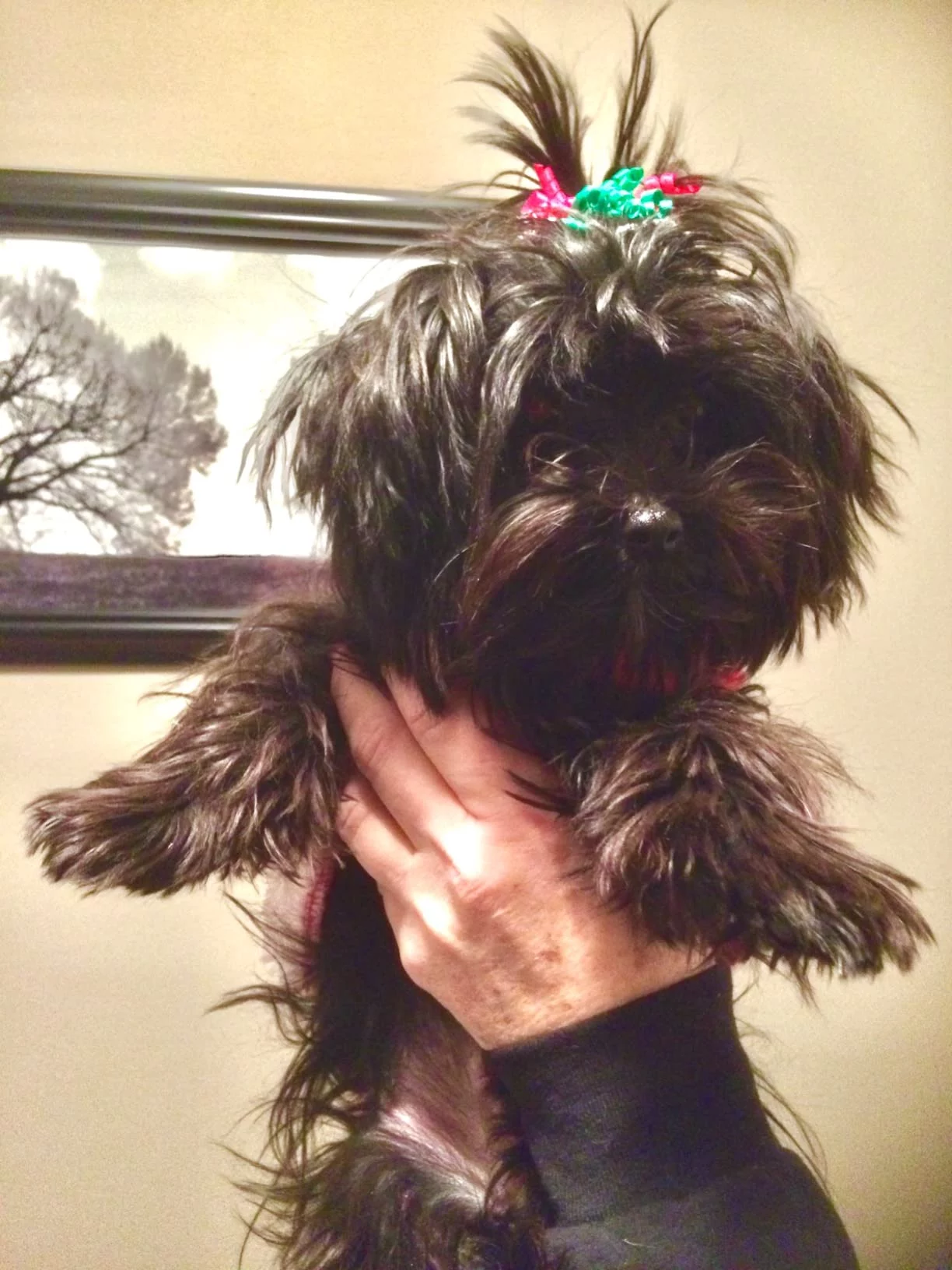 Veterinary Formula Dry Dog Food for Multicare Urinary Health - Dissolves Struvite Stones & Reduces Recurrence Risk - Low Sodium, Optimal pH Balance photo review