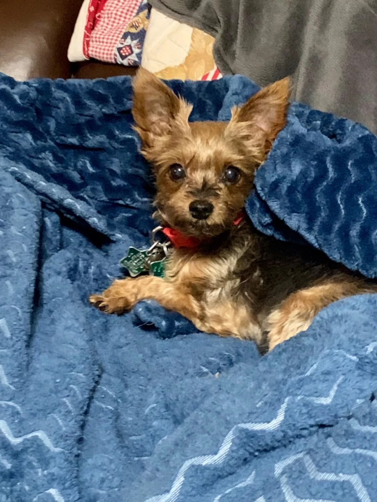 Click to view full screen Veterinary Formula Low Fat Dry Dog Food for Digestive Care - Supports Pancreatic Health & Nutrient Absorption - Highly Digestible and Gentle photo review