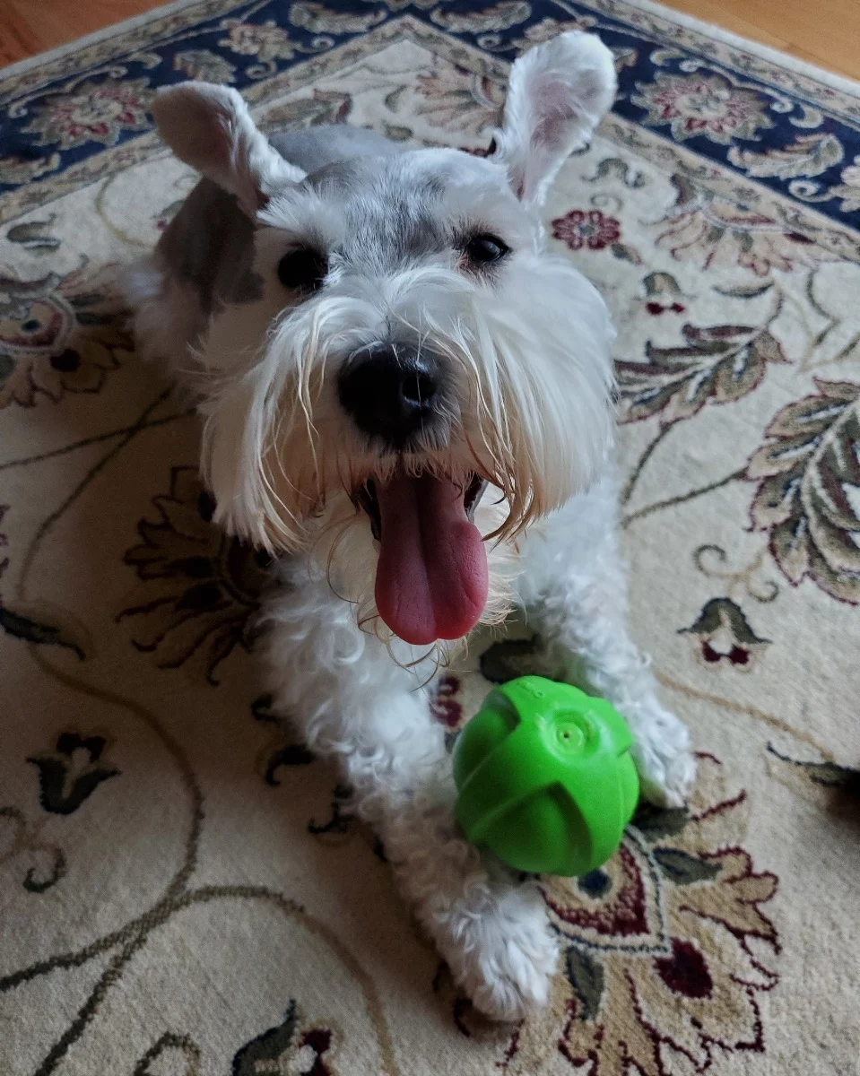 Click to view full screen Veterinary Formula Low Fat Dry Dog Food for Digestive Care - Supports Pancreatic Health & Nutrient Absorption - Highly Digestible and Gentle photo review