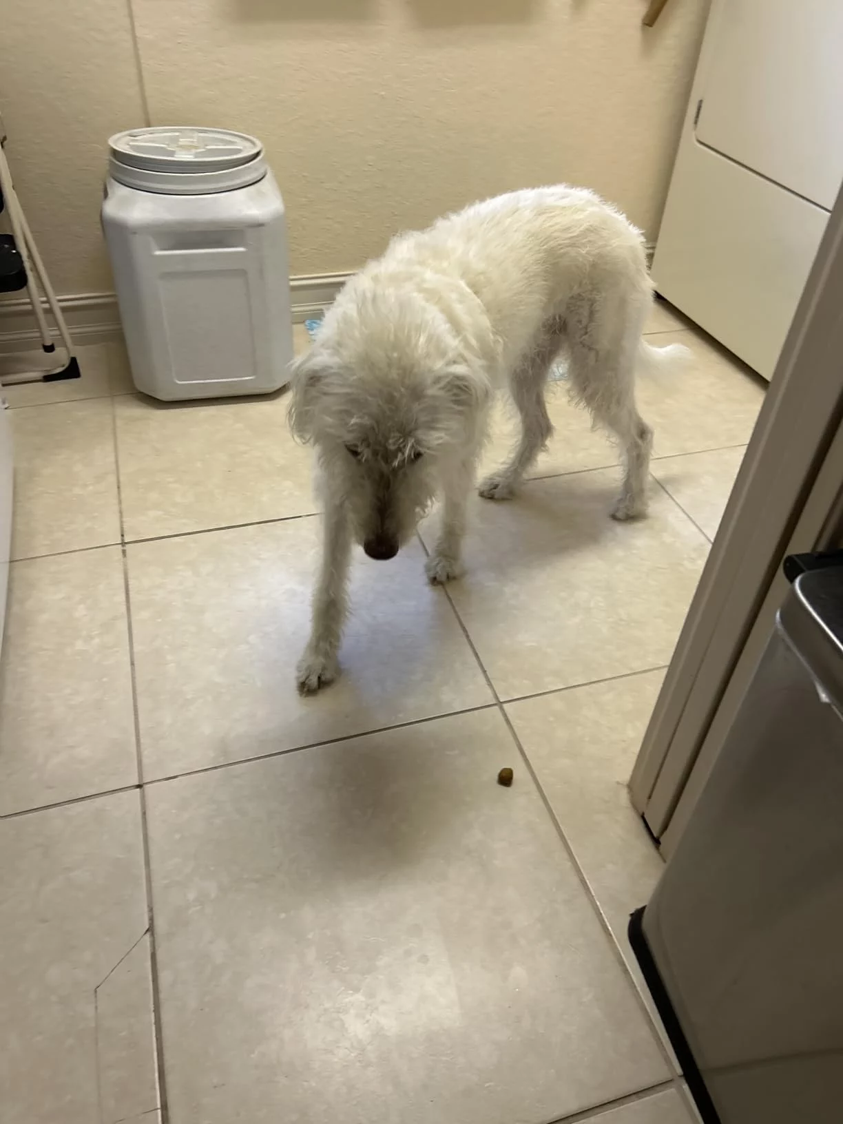 Adult Chicken, Rice & Barley Dry Dog Food for Dental Health - Tartar Control Formula with Crunchy Kibble to Clean Teeth & Fresh Breath photo review